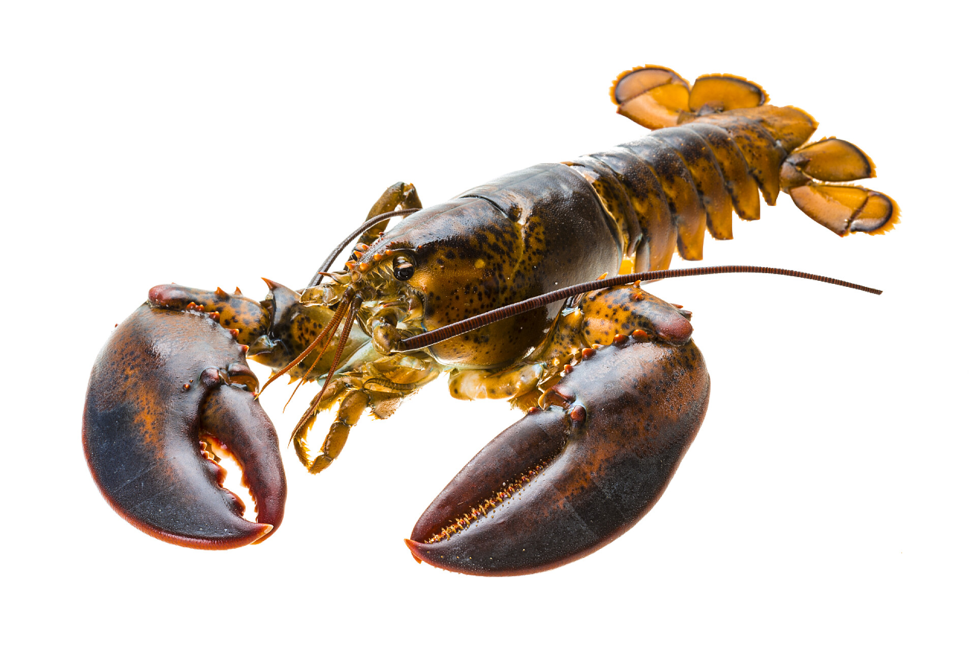 白色背景上的龙虾原料龙虾