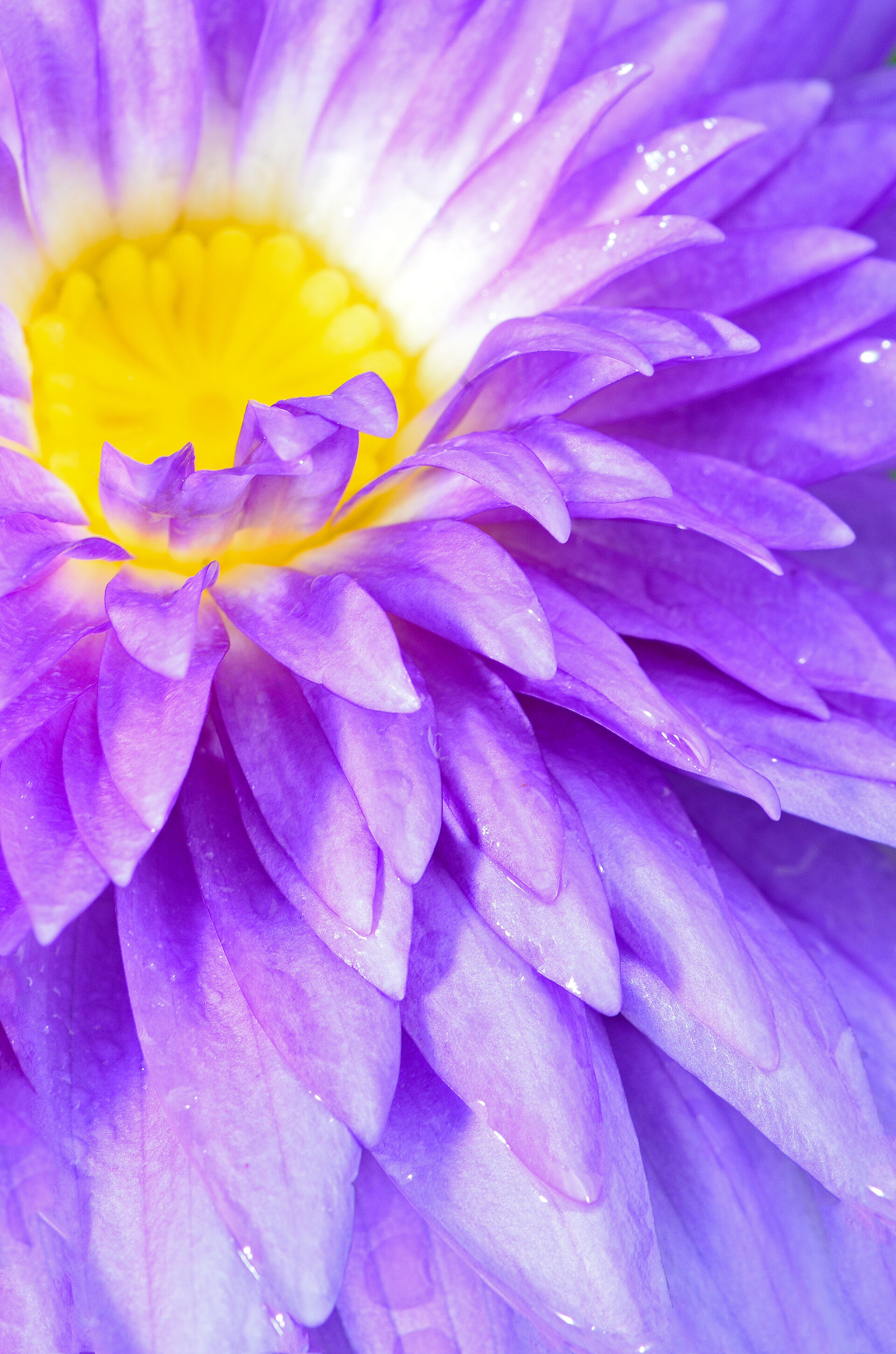 美丽的紫色睡莲的特写水中百合