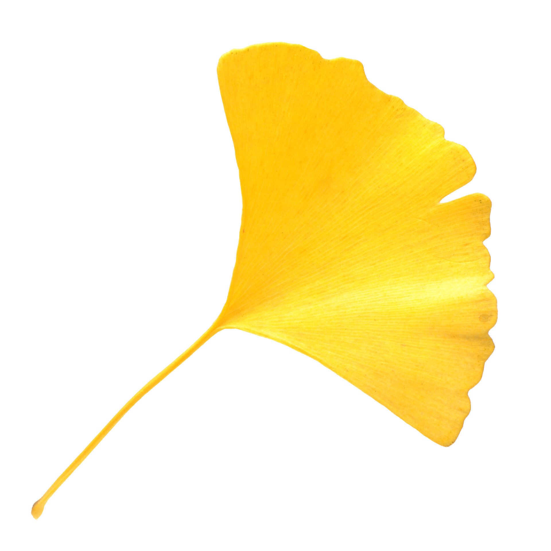 白色背景上的黄色银杏叶特写黄色的银杏叶