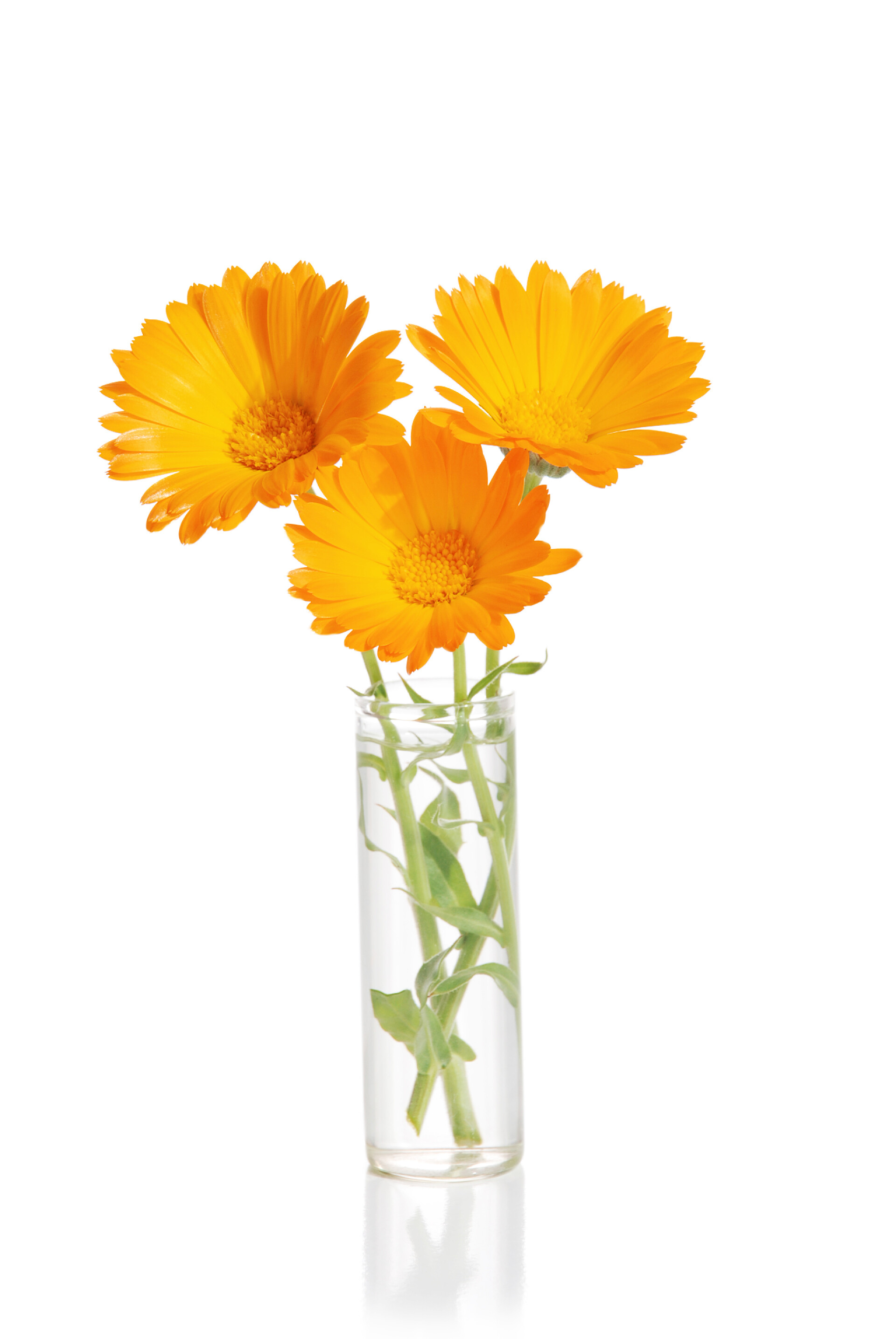 白色背景上玻璃花瓶里的金盏花金盏花鲜花