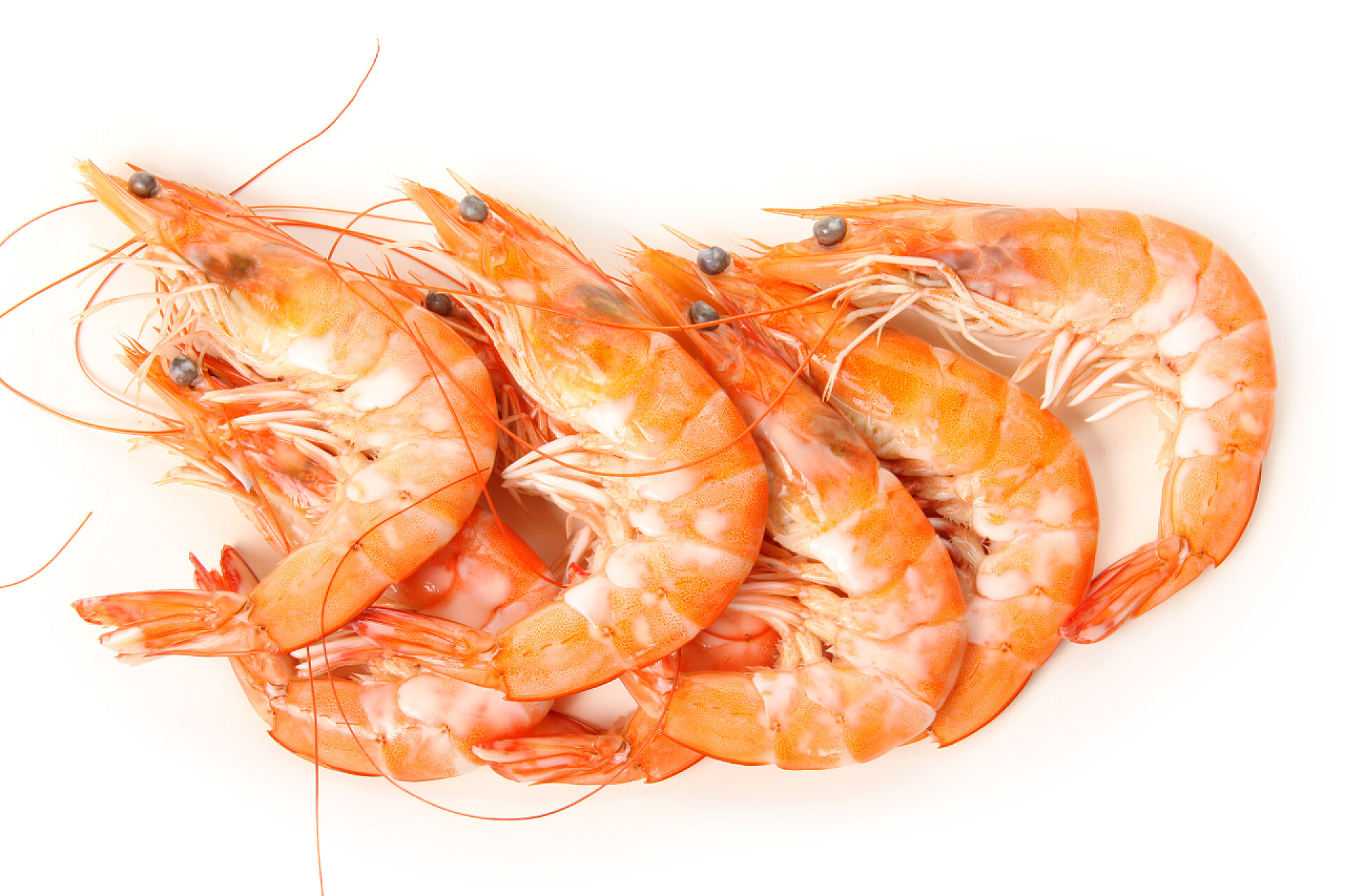 在白色背景上的水煮虾水煮的虾