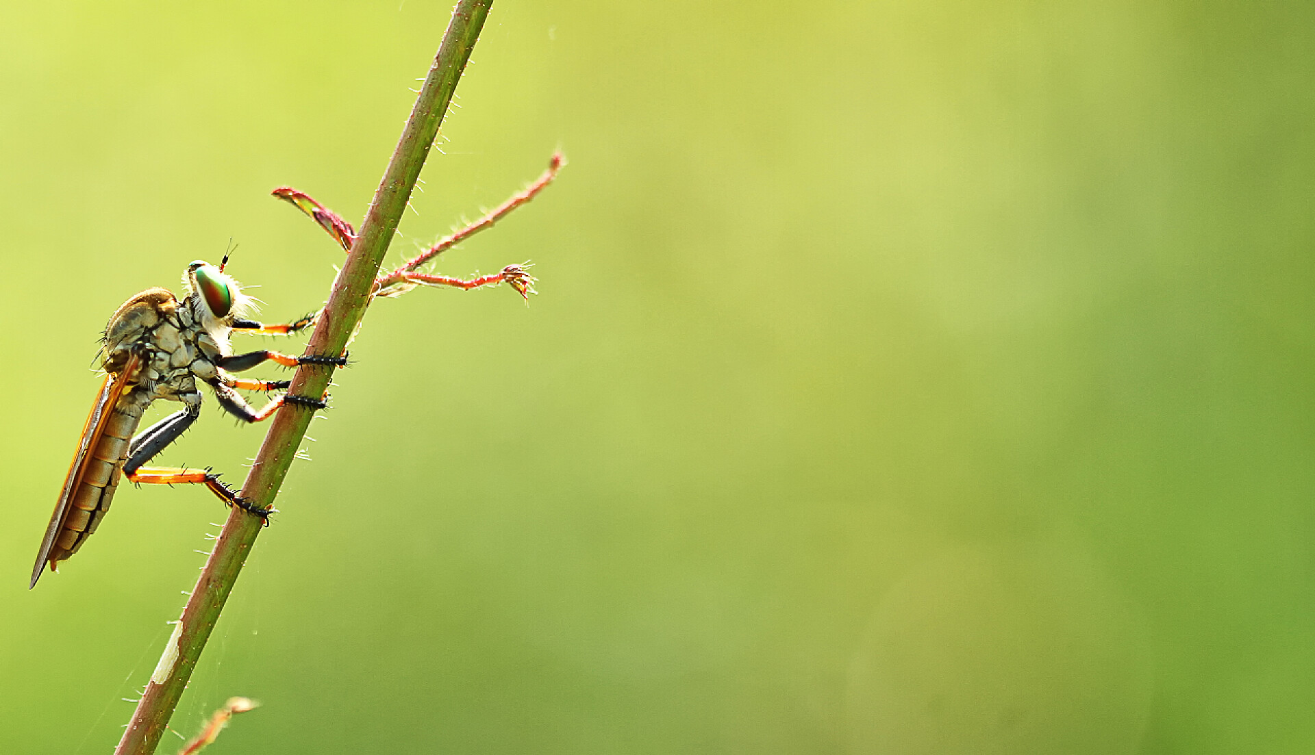 小动物摄影宏摄影