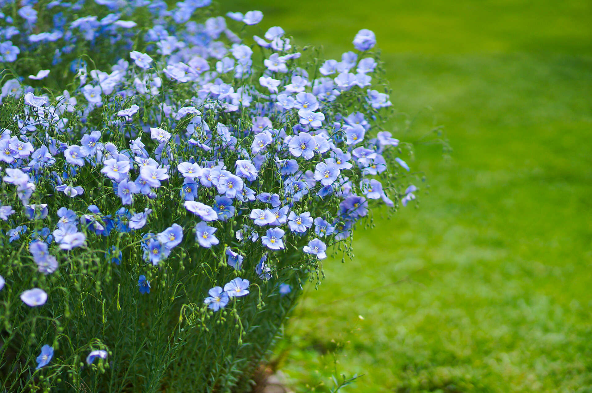 绿色草地上的蓝色亚麻花蓝色亚麻花