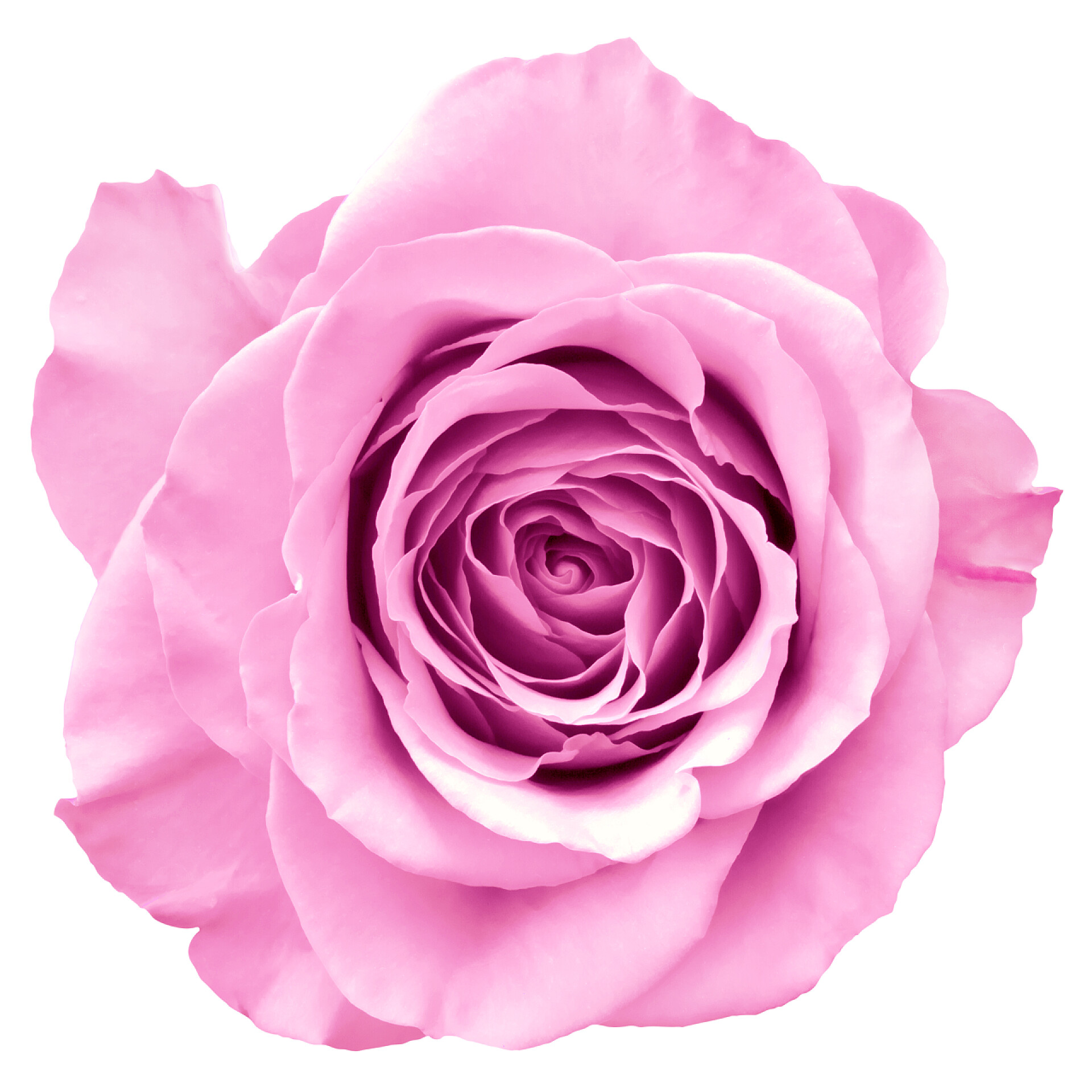 白色背景上粉红色的玫瑰花粉红色的玫瑰