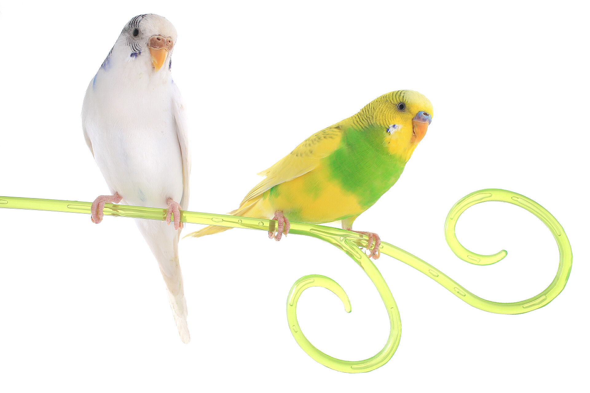 白色背景上的澳洲鹦鹉鹦鹉澳洲鹦鹉