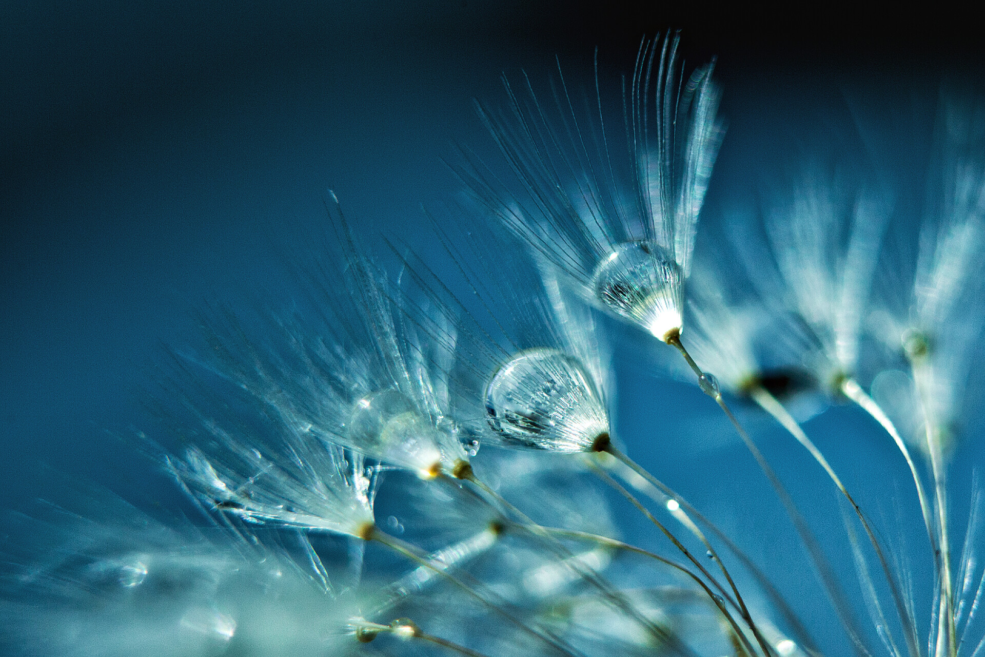 蒲公英种子和水滴蒲公英种子加水滴