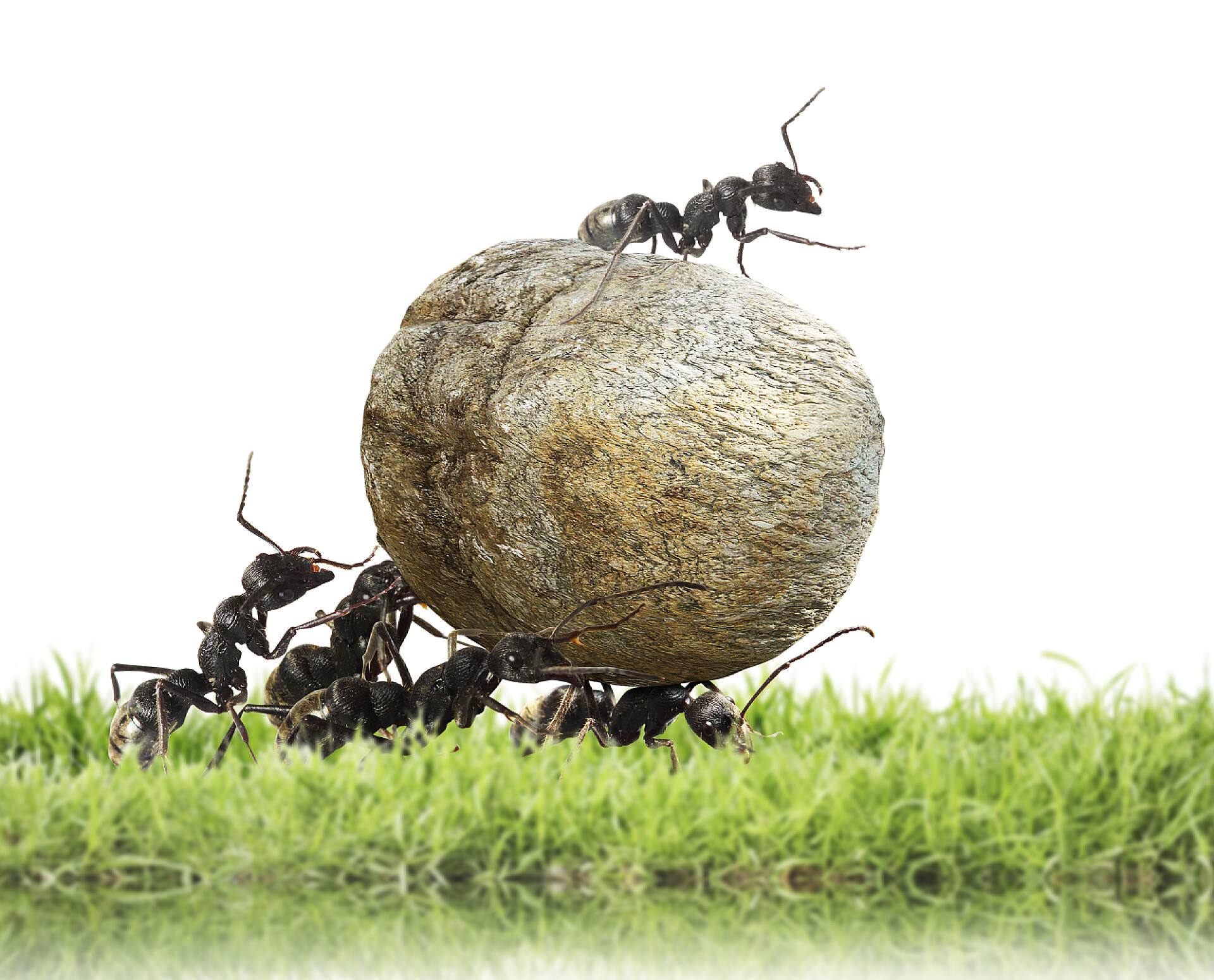 白色背景下的蚂蚁团队在运石头蚂蚁团队