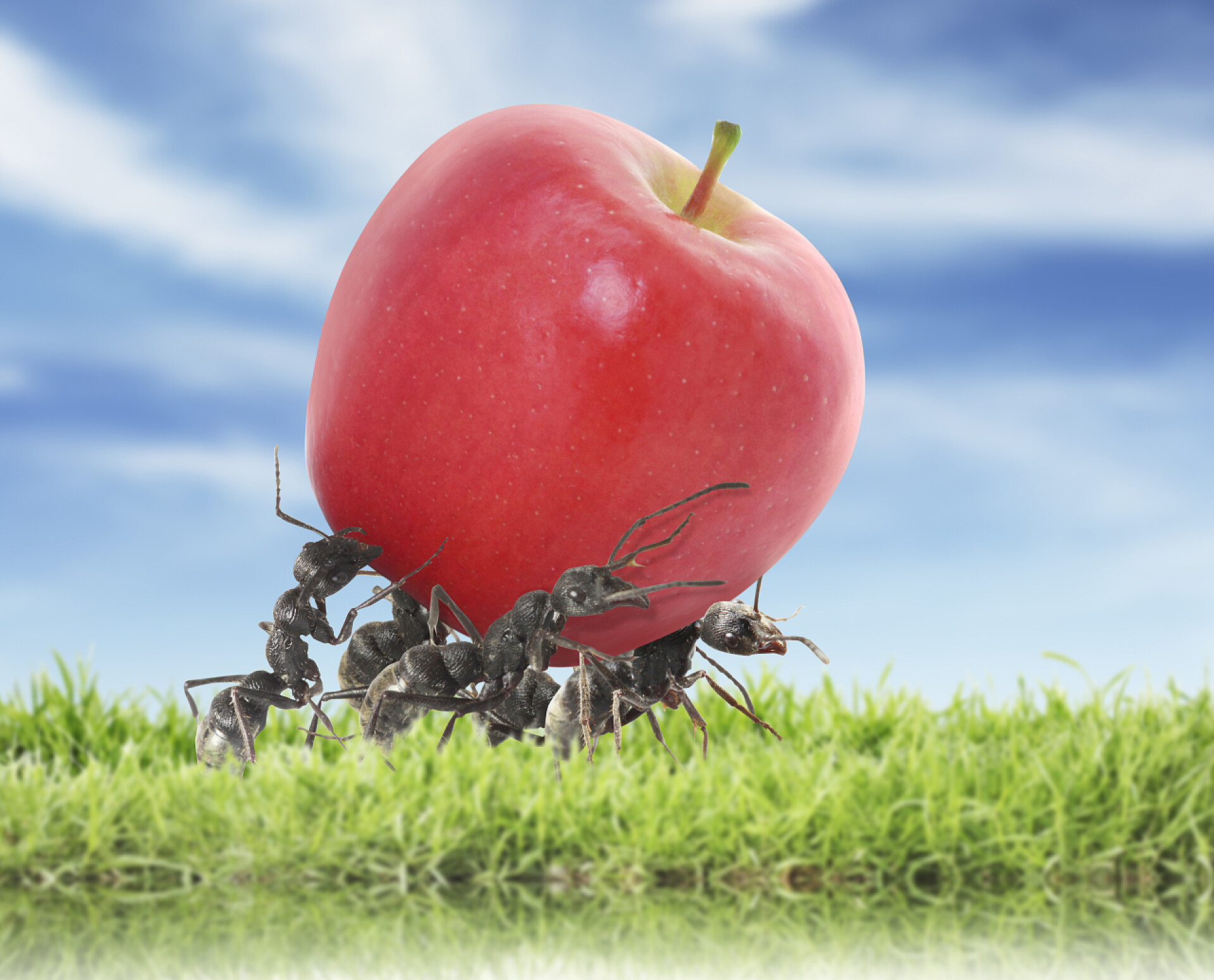 蚂蚁团队在运送红红的苹果蚂蚁团队 