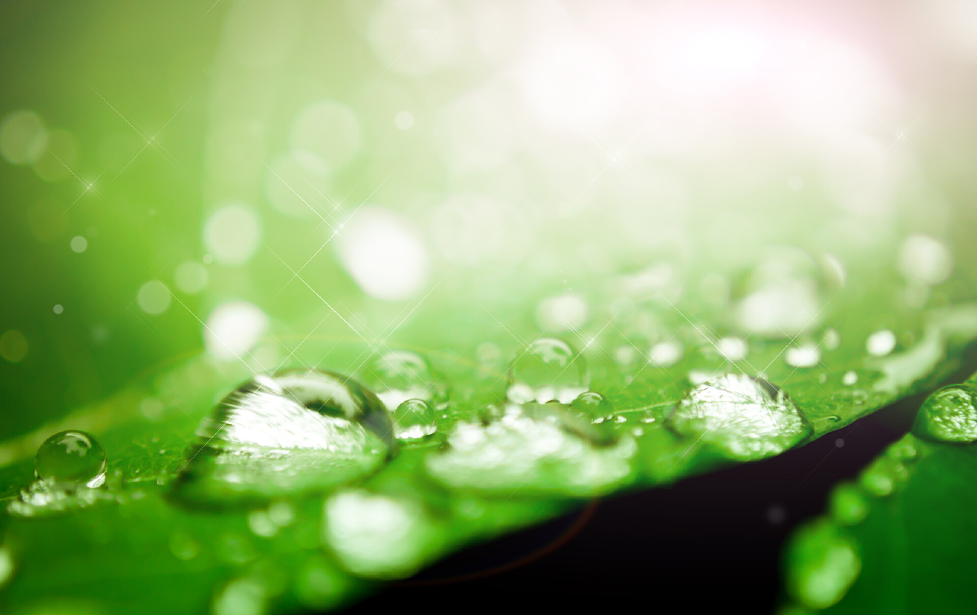 阳光照射下绿色树叶上的透明水滴叶上的水滴