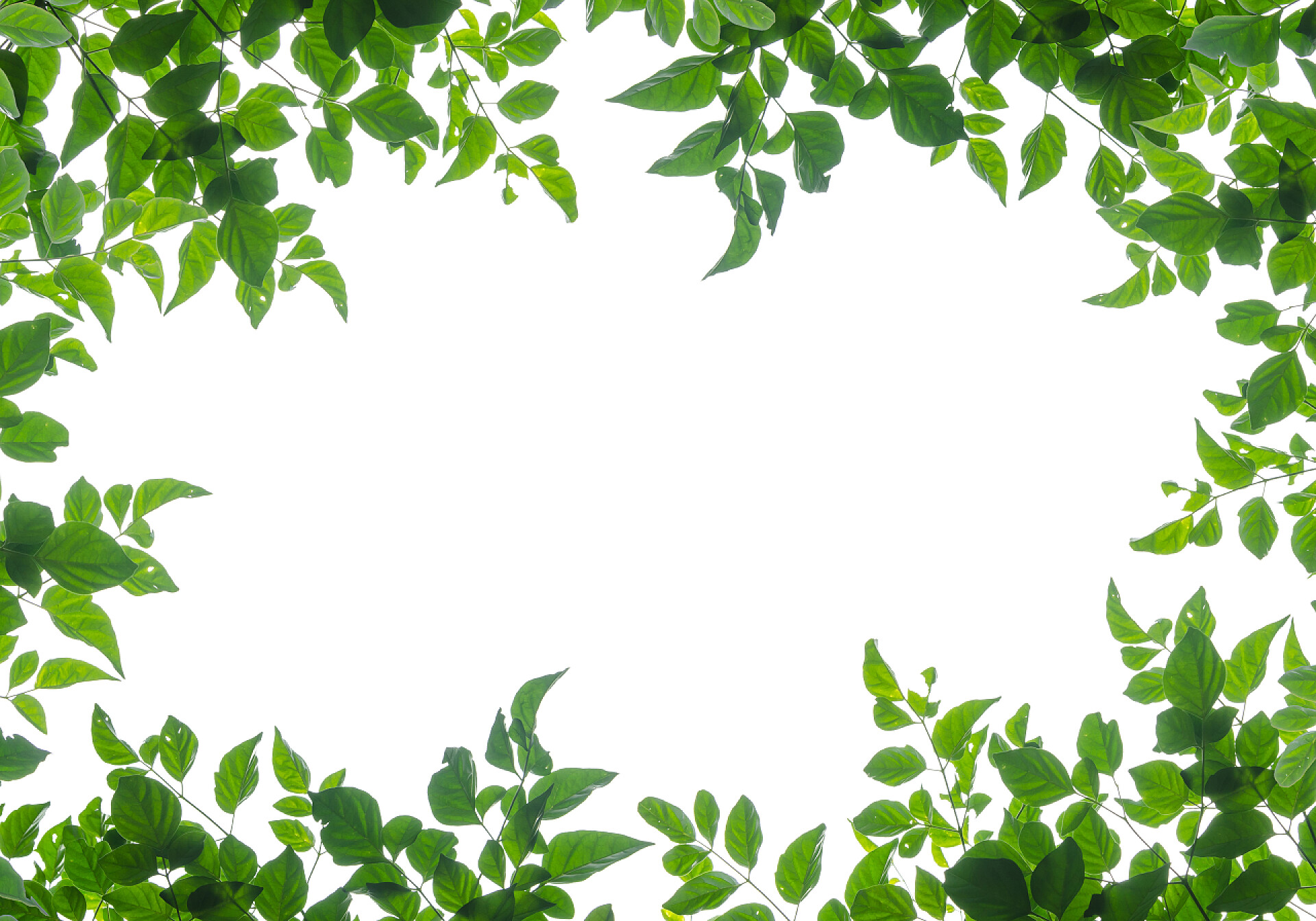 白色背景上的绿色叶子绿叶做梦