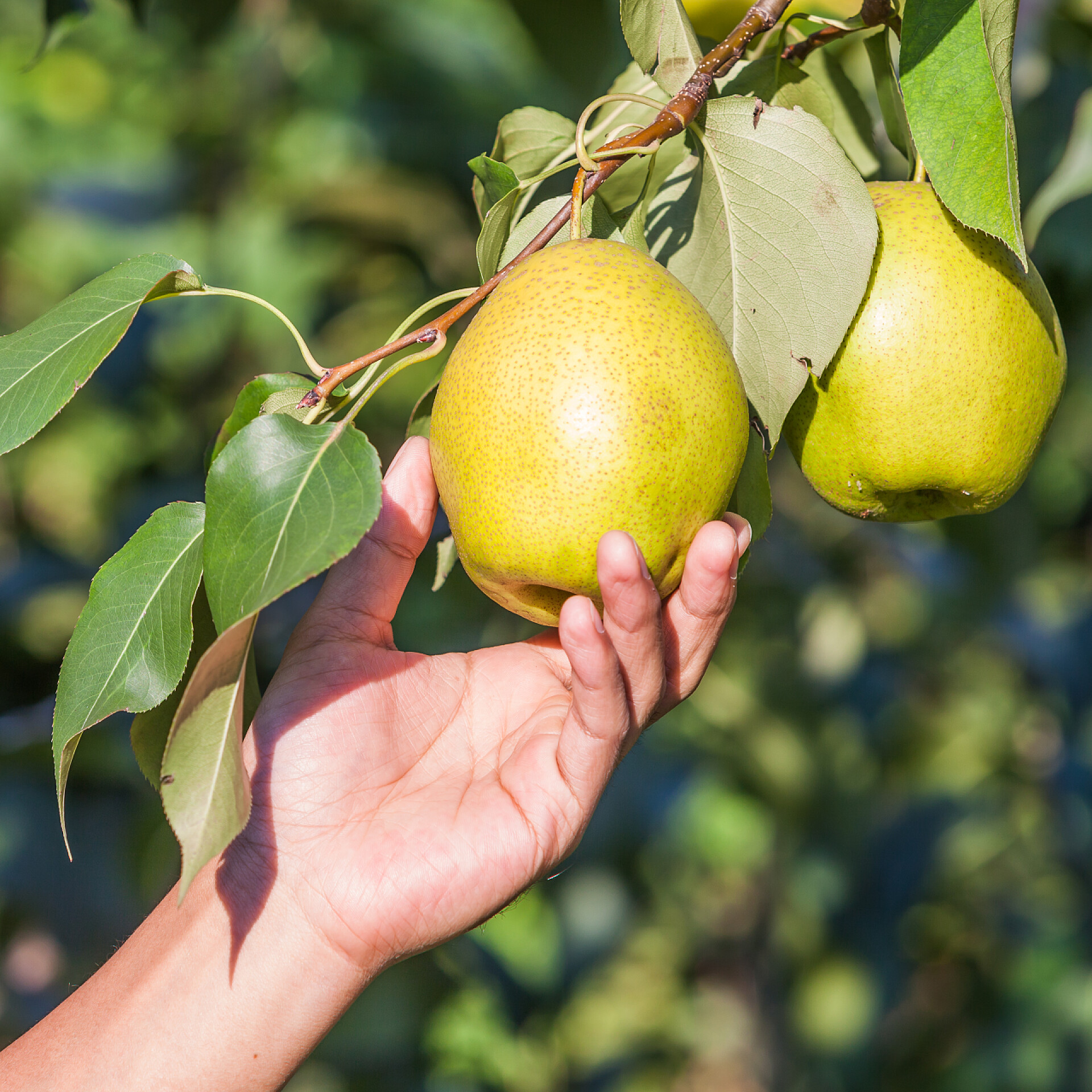 采摘树上的梨子果树上的梨子果