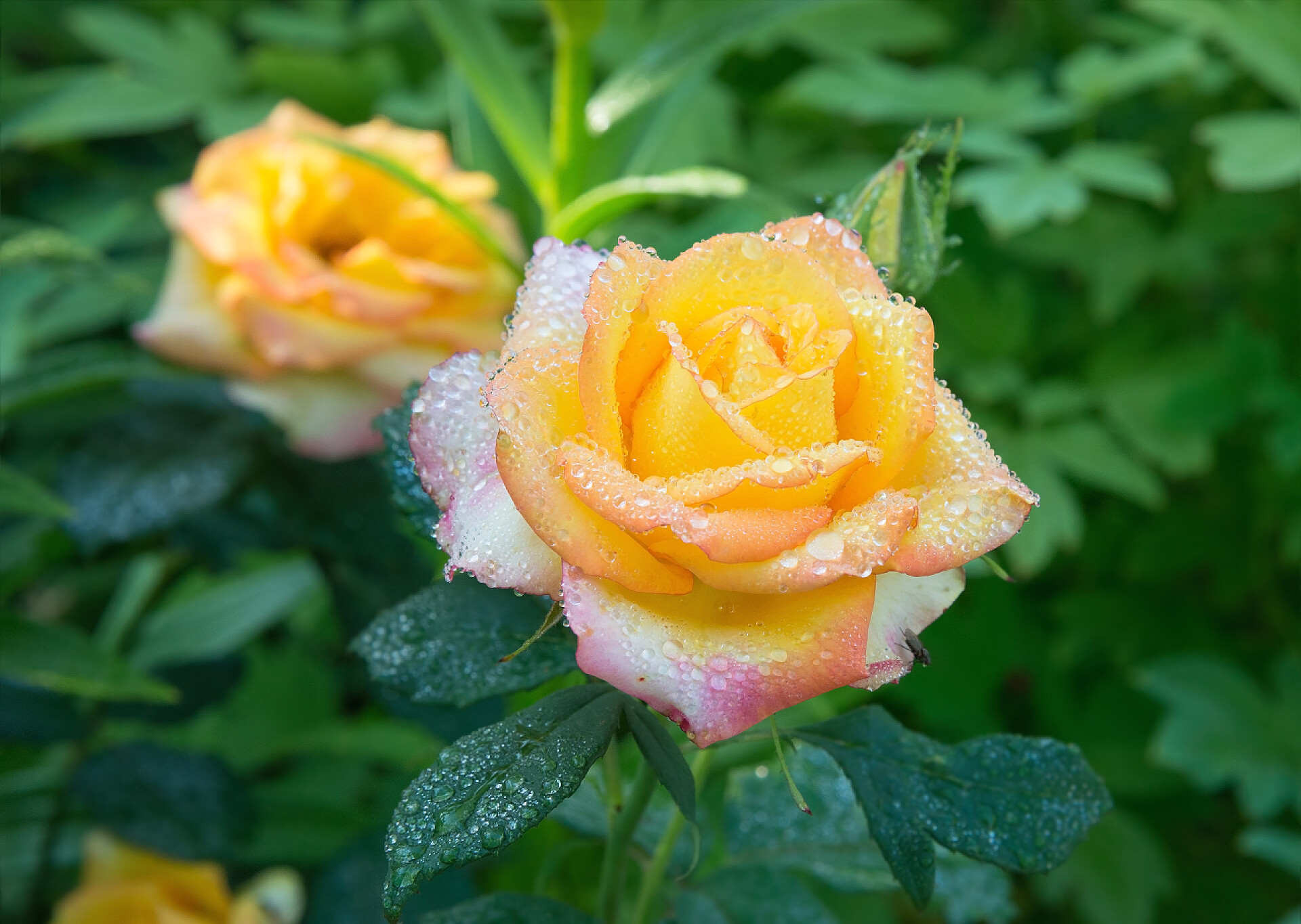 花园里美丽的淡黄色玫瑰花园里美丽的淡黄色玫瑰