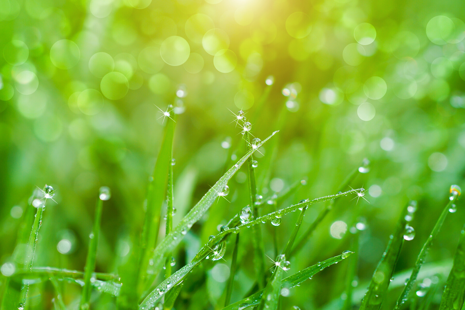 模糊聚焦植物上的水珠在早上的鲜草.