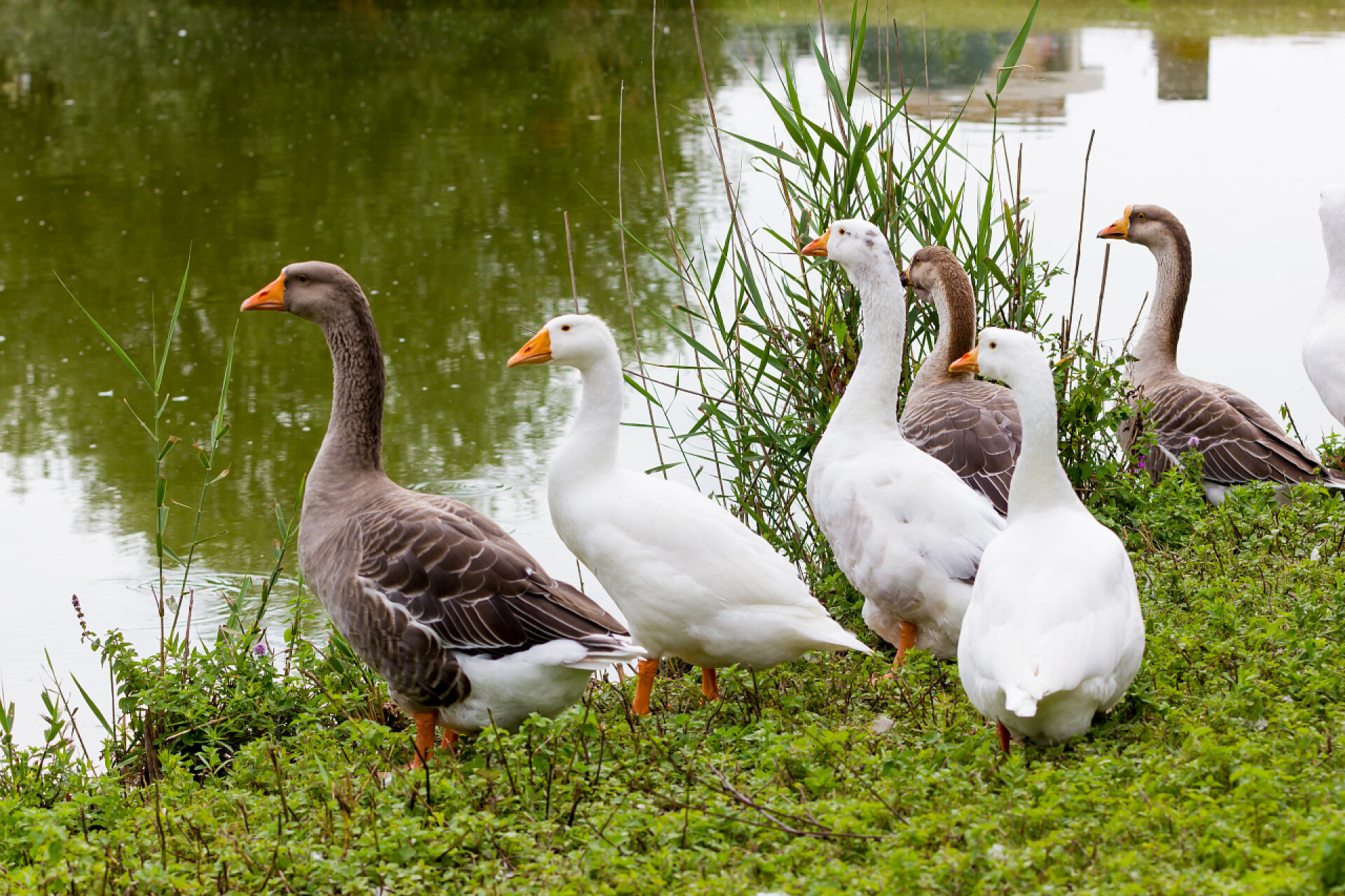 河边的一群大白鹅鹅
