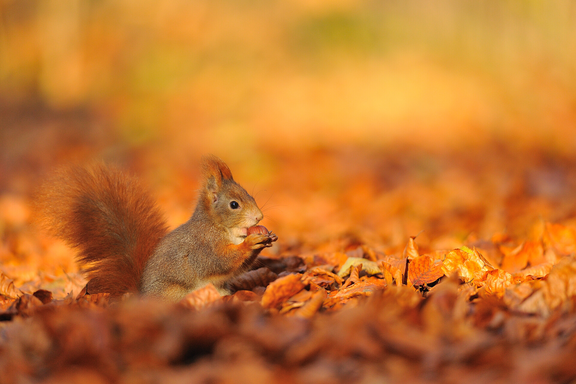 黄色落叶中的松鼠红松鼠与榛子上落的树叶