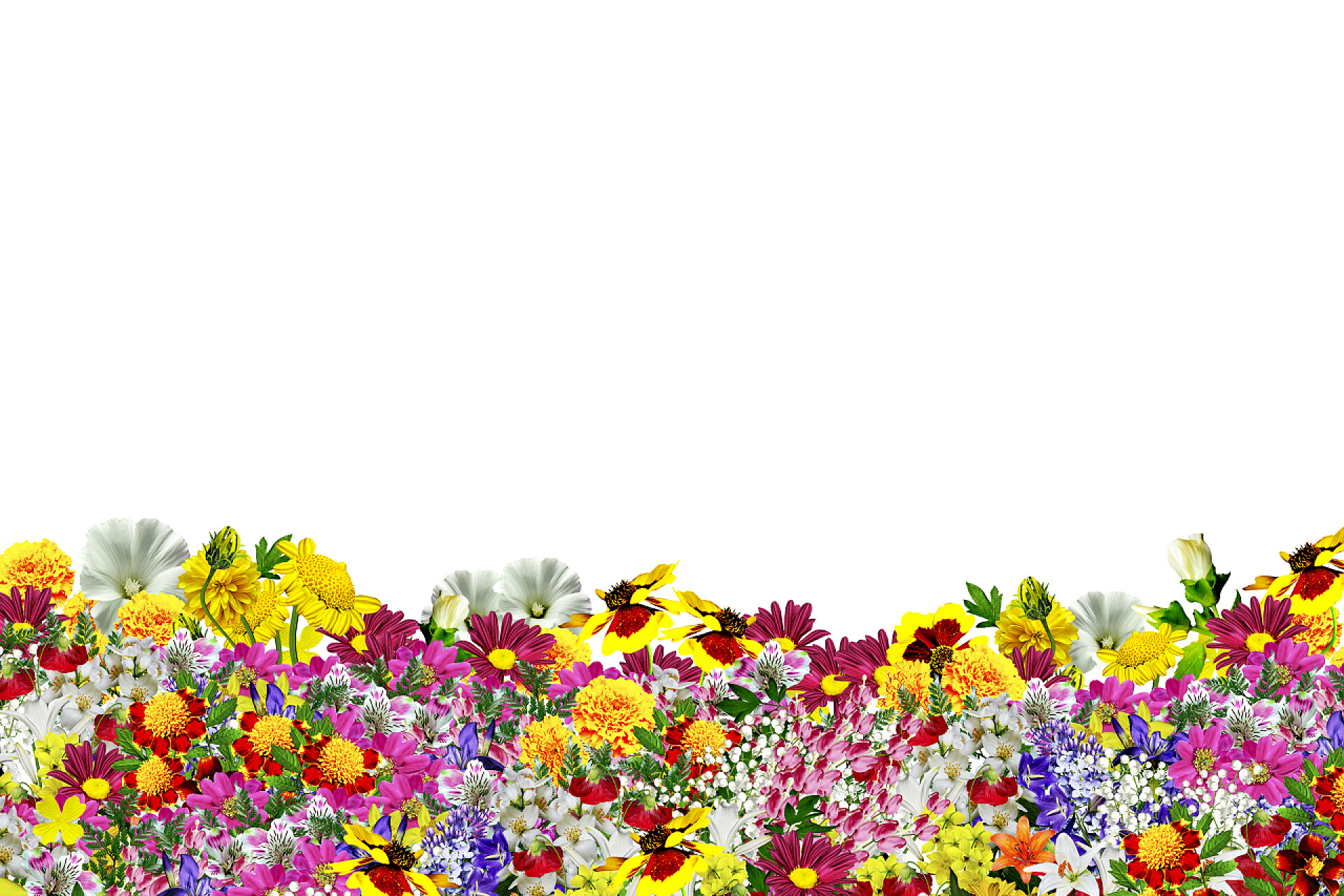 五颜六色的鸢尾花在白色背景上的蓝色鸢尾花