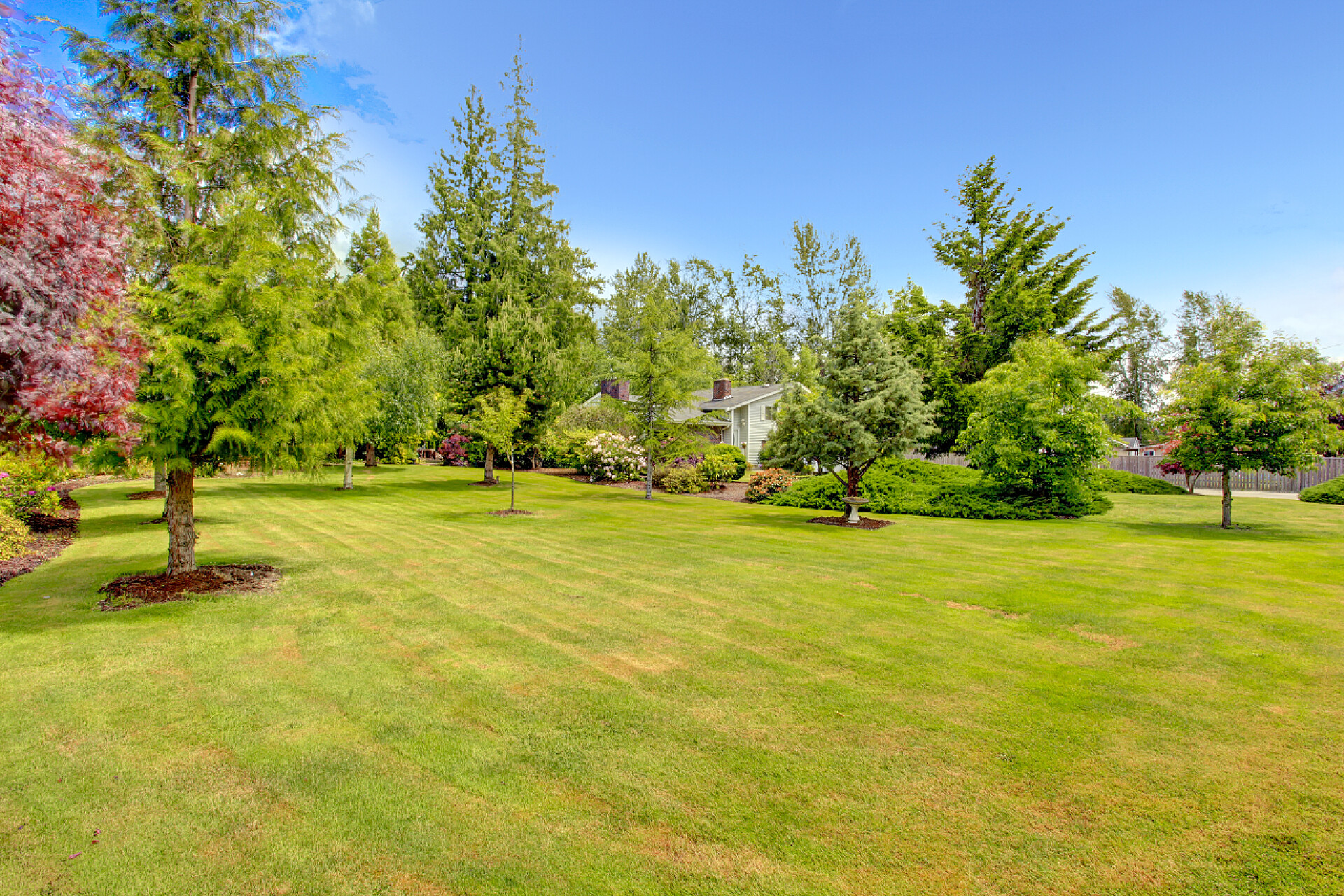 阳光下的森林草地前面的院子景观设计