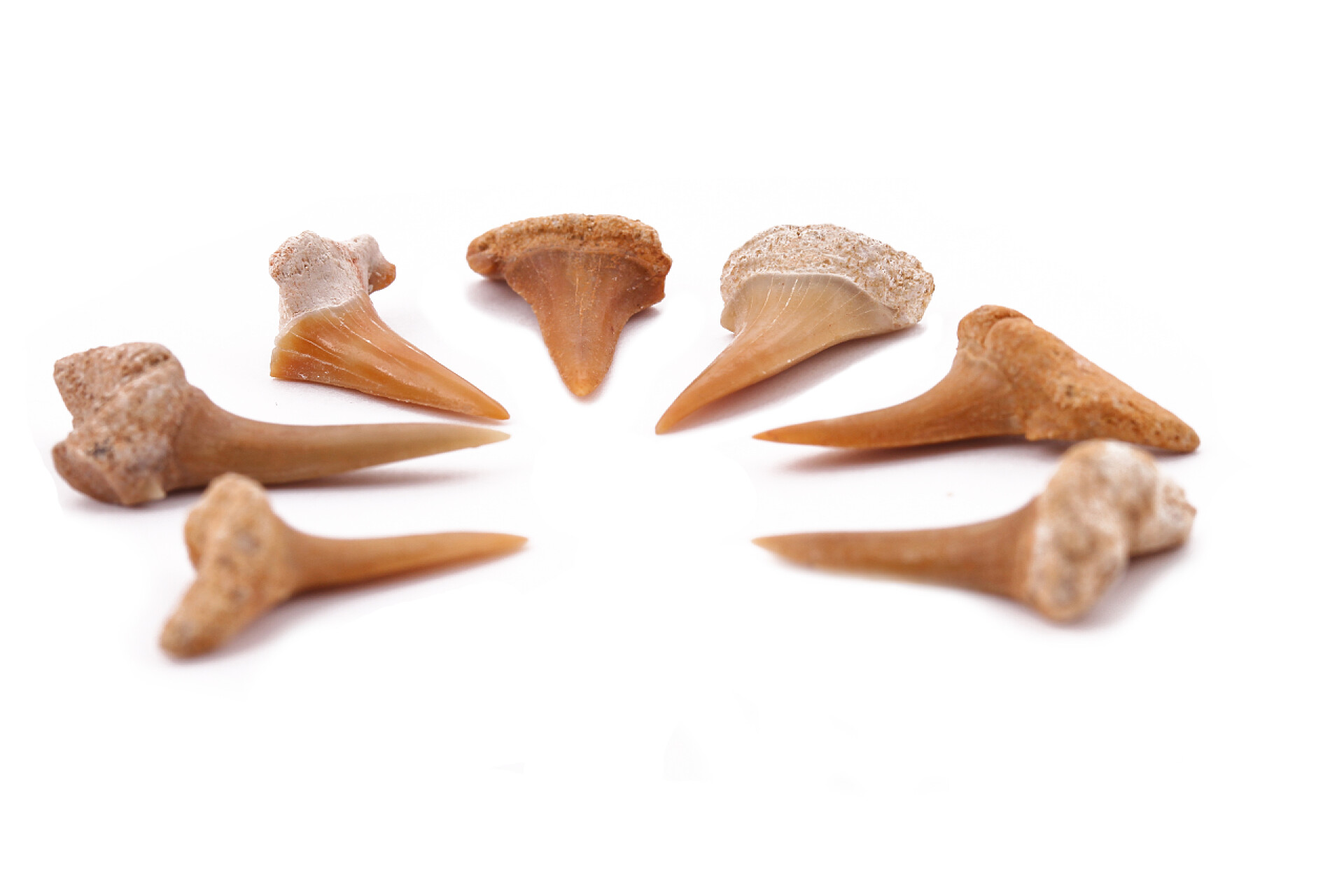 白色背景上的鲨鱼牙齿很多鲨鱼牙齿在白色背景上