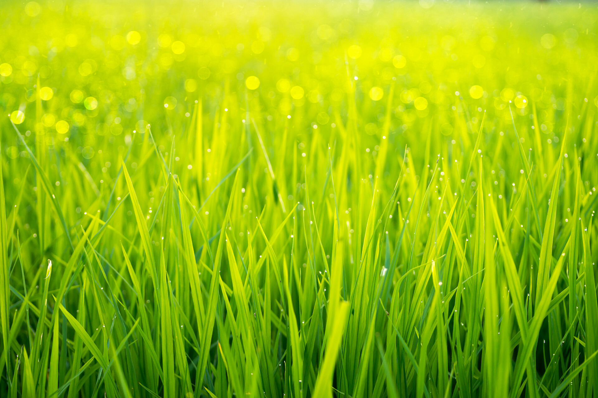 一片水稻植株带有露水稻田里的水稻