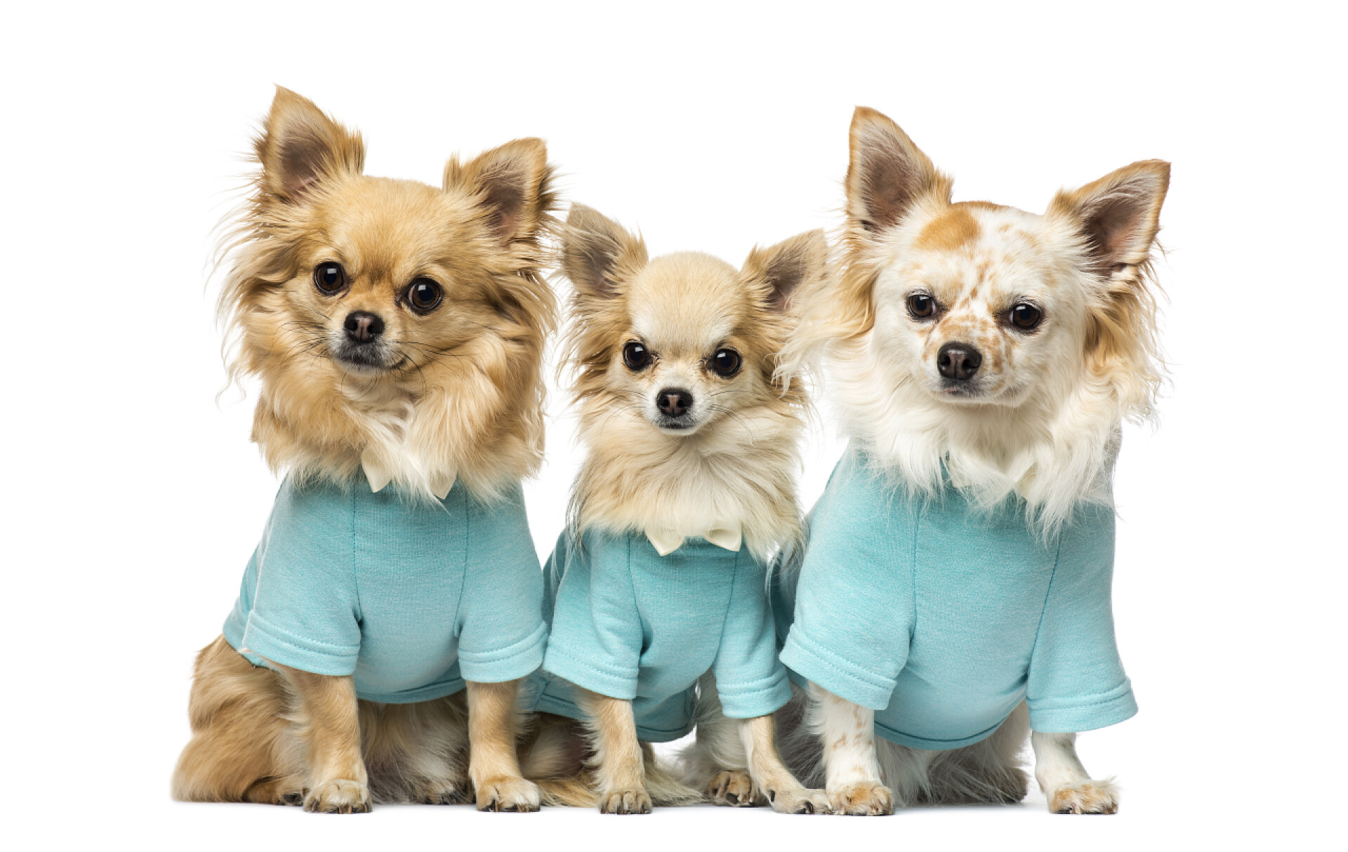白色背景三只小狗穿着蓝色衣服三个娃娃穿衣服
