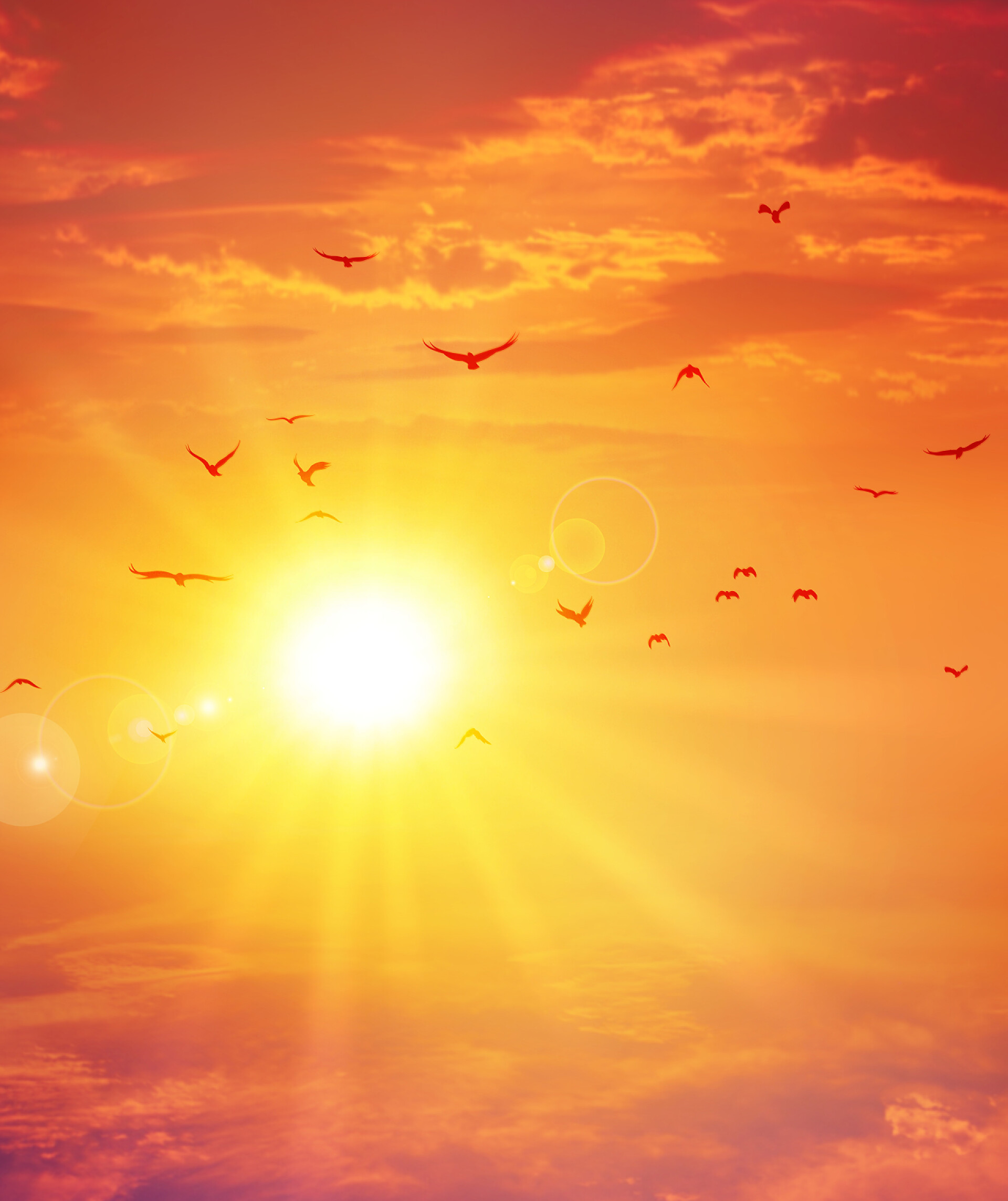 夕阳背景下一些飞行的鸟类夏季日落