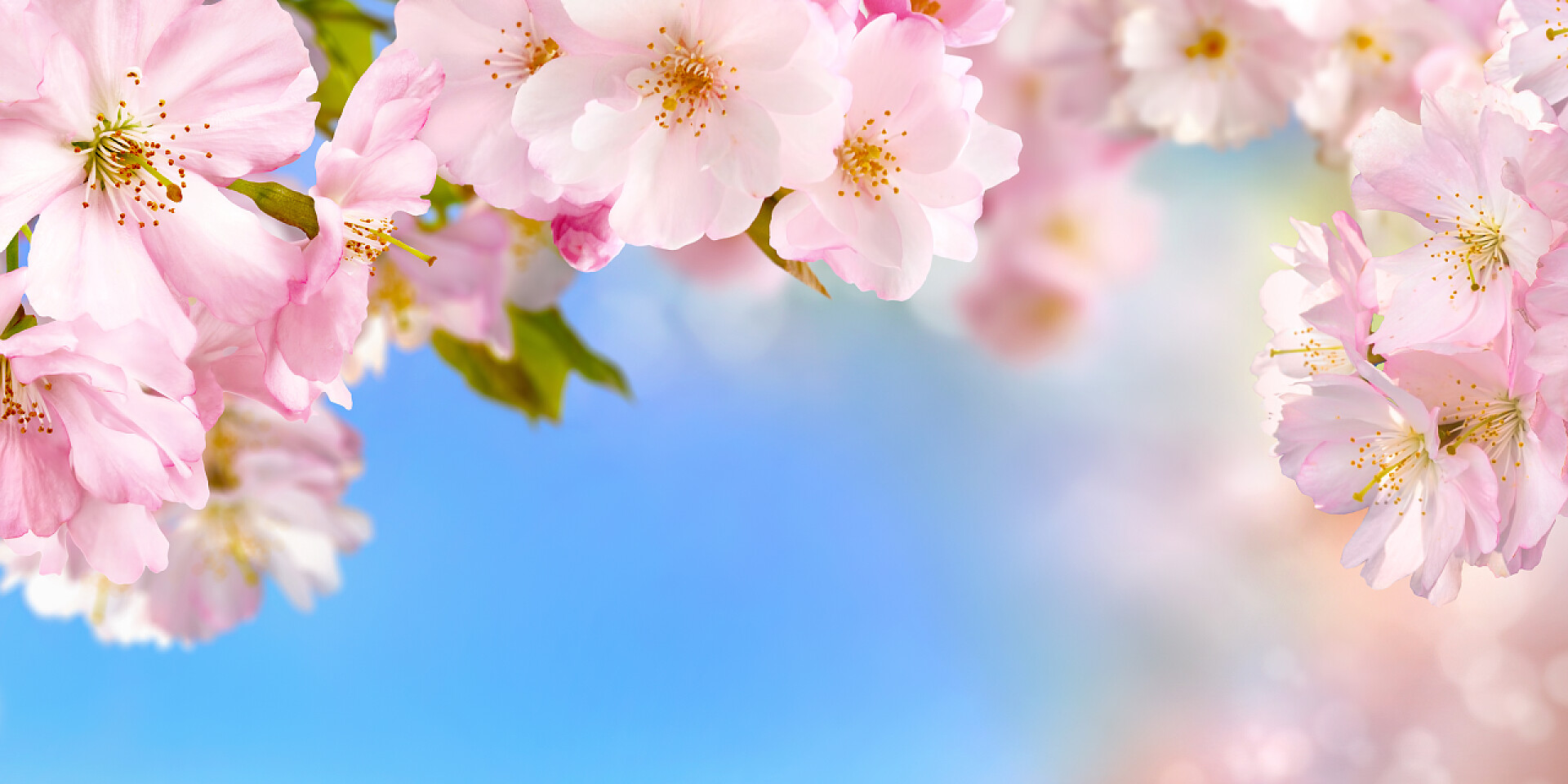 蓝色天空春天盛开美丽的樱花樱花背景