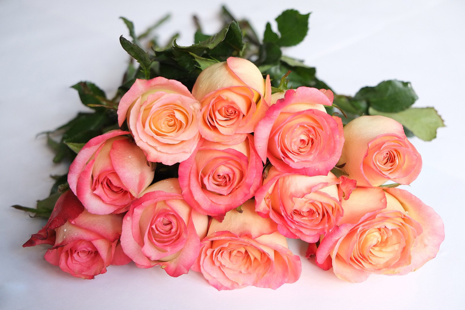 白底粉红玫瑰花束珊瑚玫瑰花束