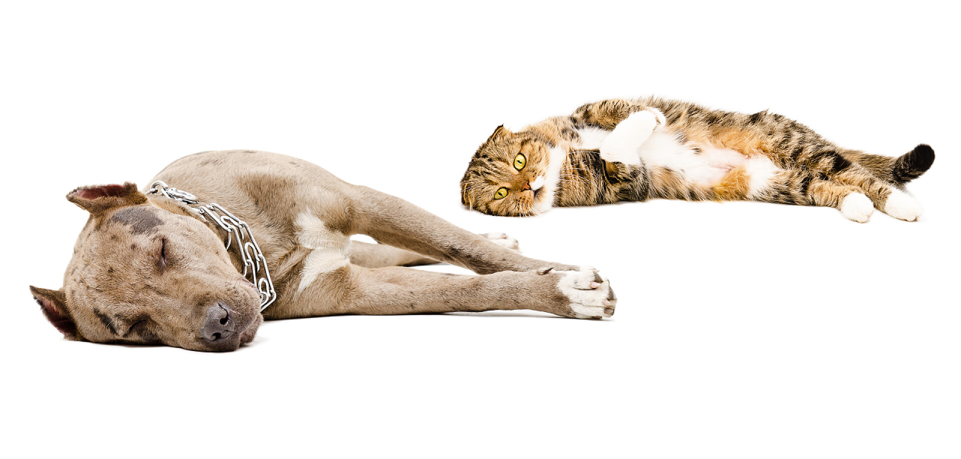 狗的品种比特斗牛和苏格兰折猫睡在一起