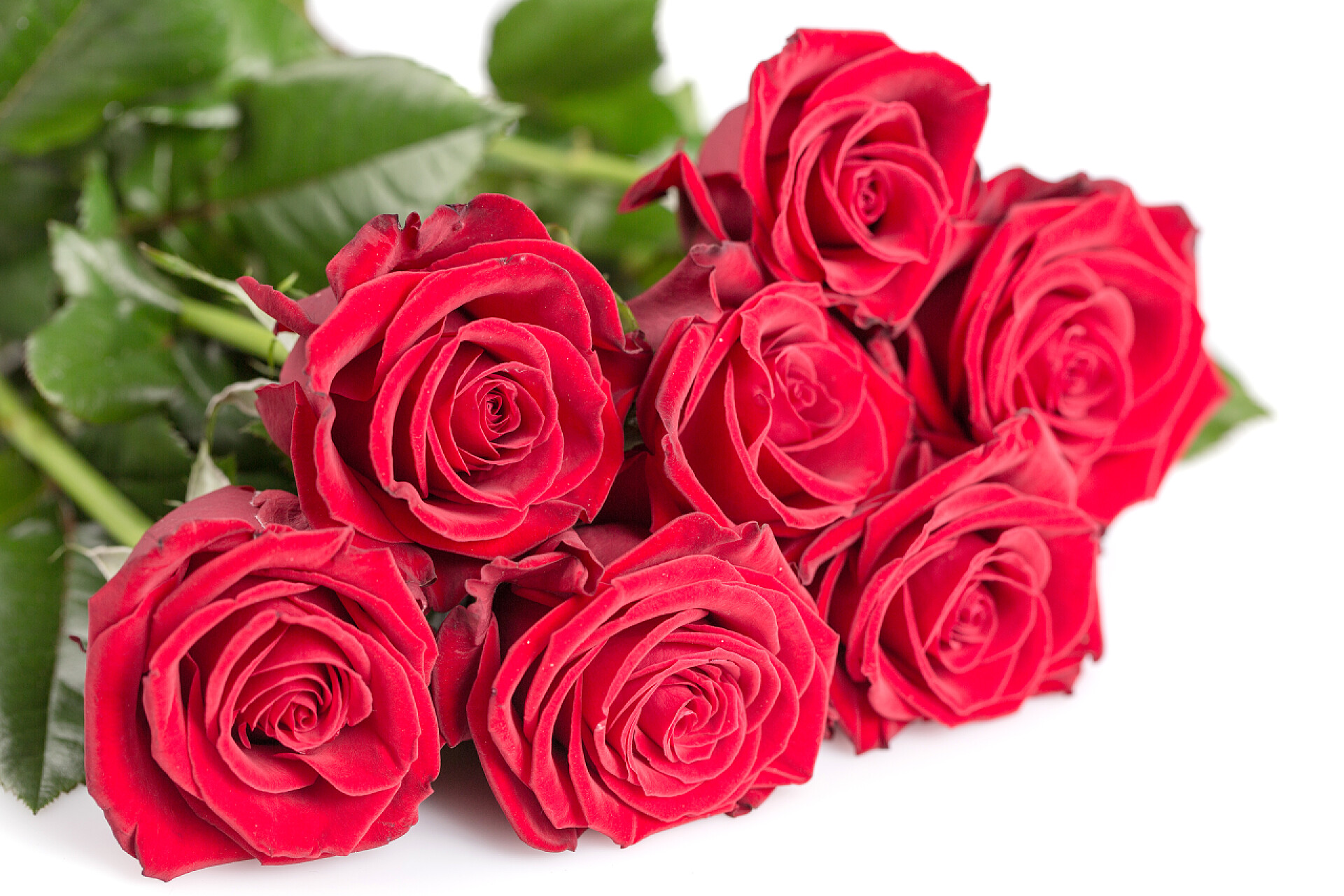 在白色背景下的红色新鲜玫瑰红玫瑰