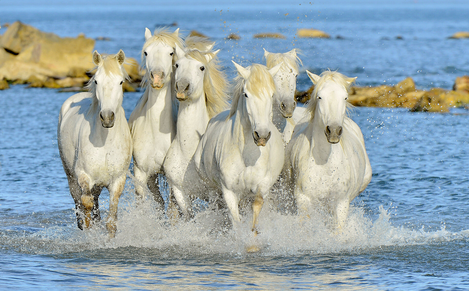 运行的玛格匹白马