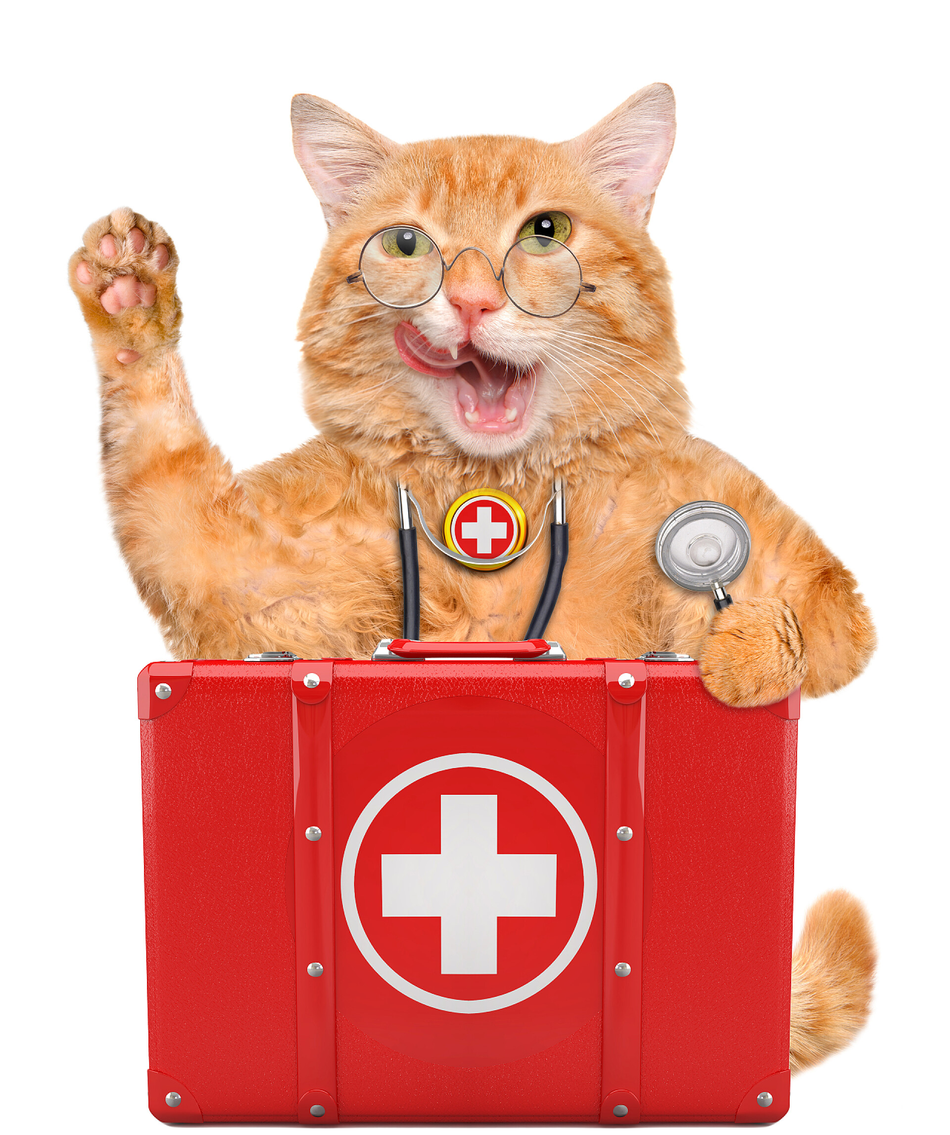 白色背景下带急救包的猫Cat with a first aid kit.