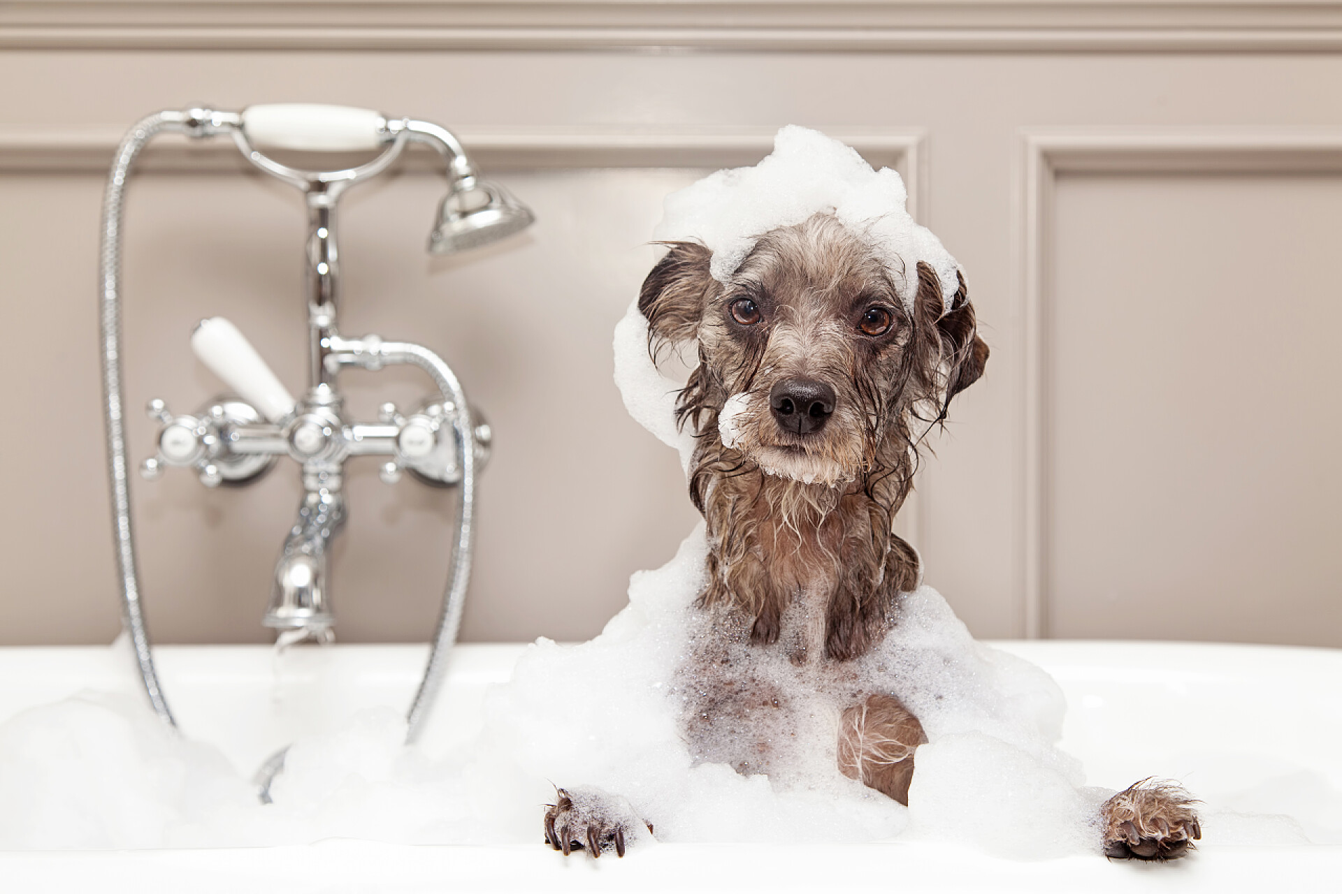 在洗泡泡浴的狗terrier dog taking bubble bath