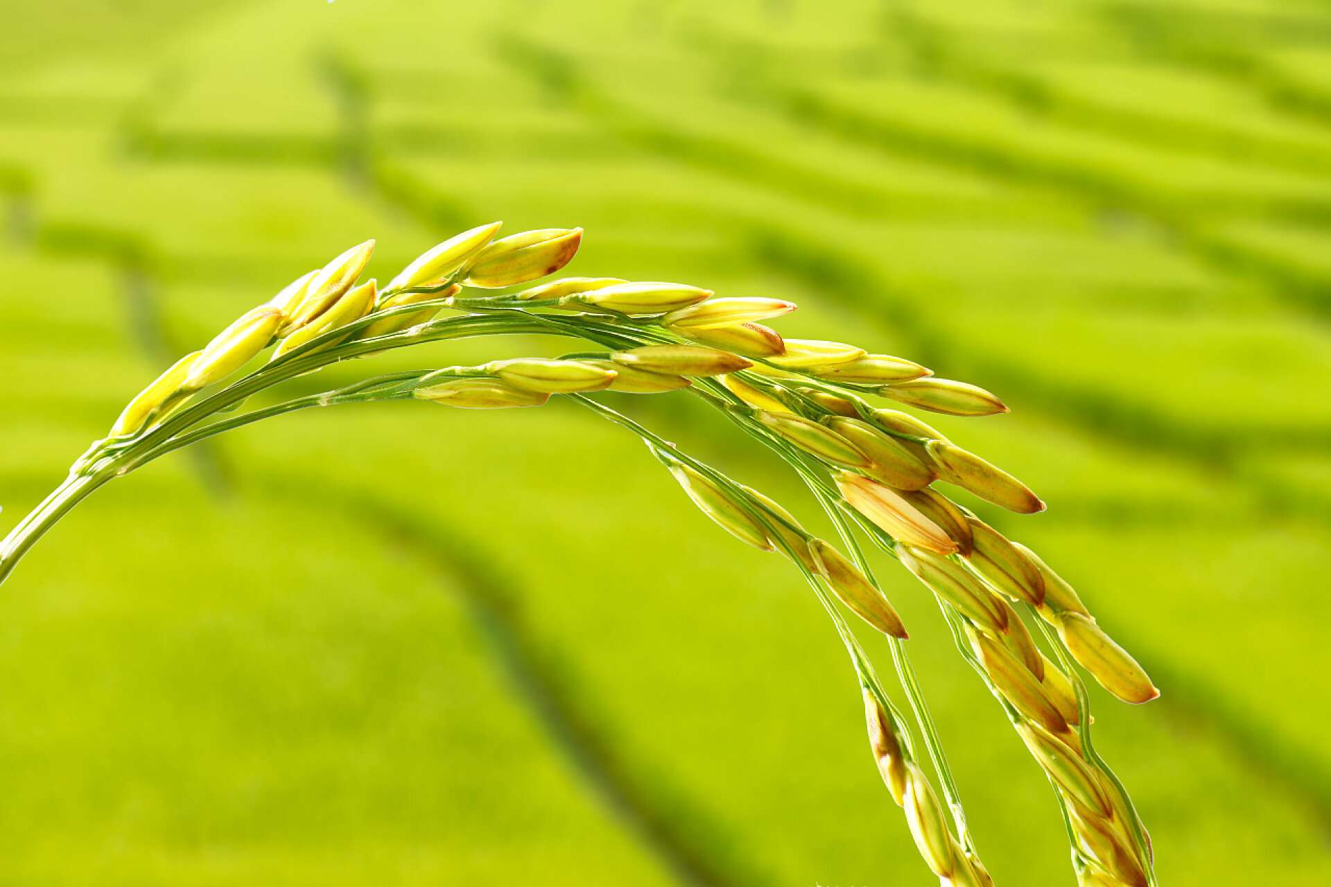 绿色背景上的绿色稻穗特写水稻小穗关闭