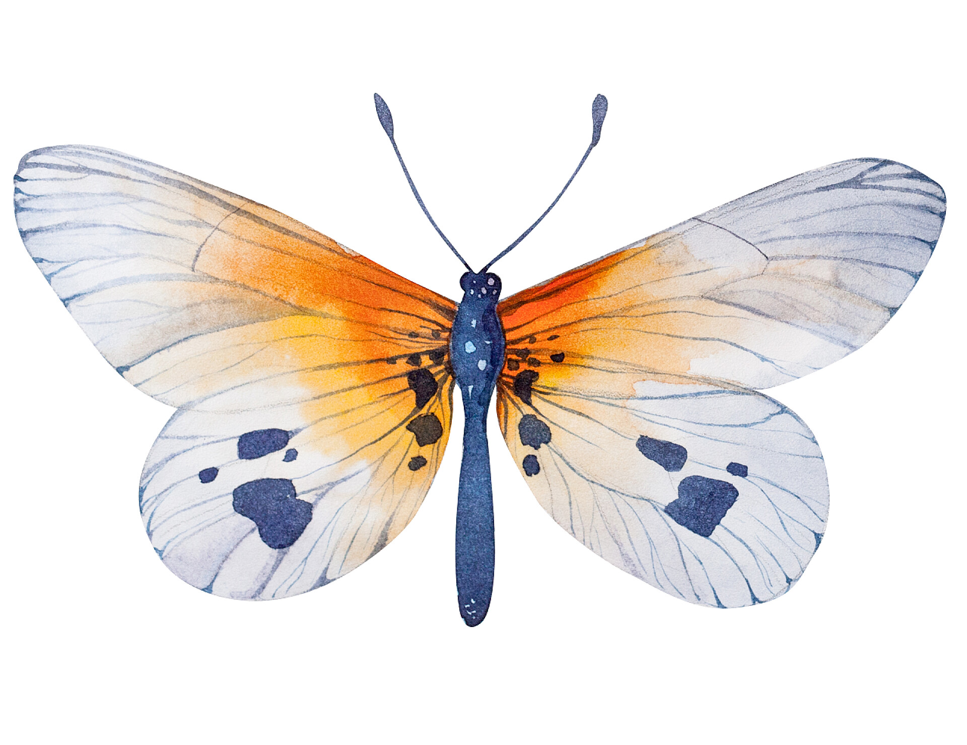 白色背景上的手绘水彩蝴蝶手绘水彩蝴蝶图.