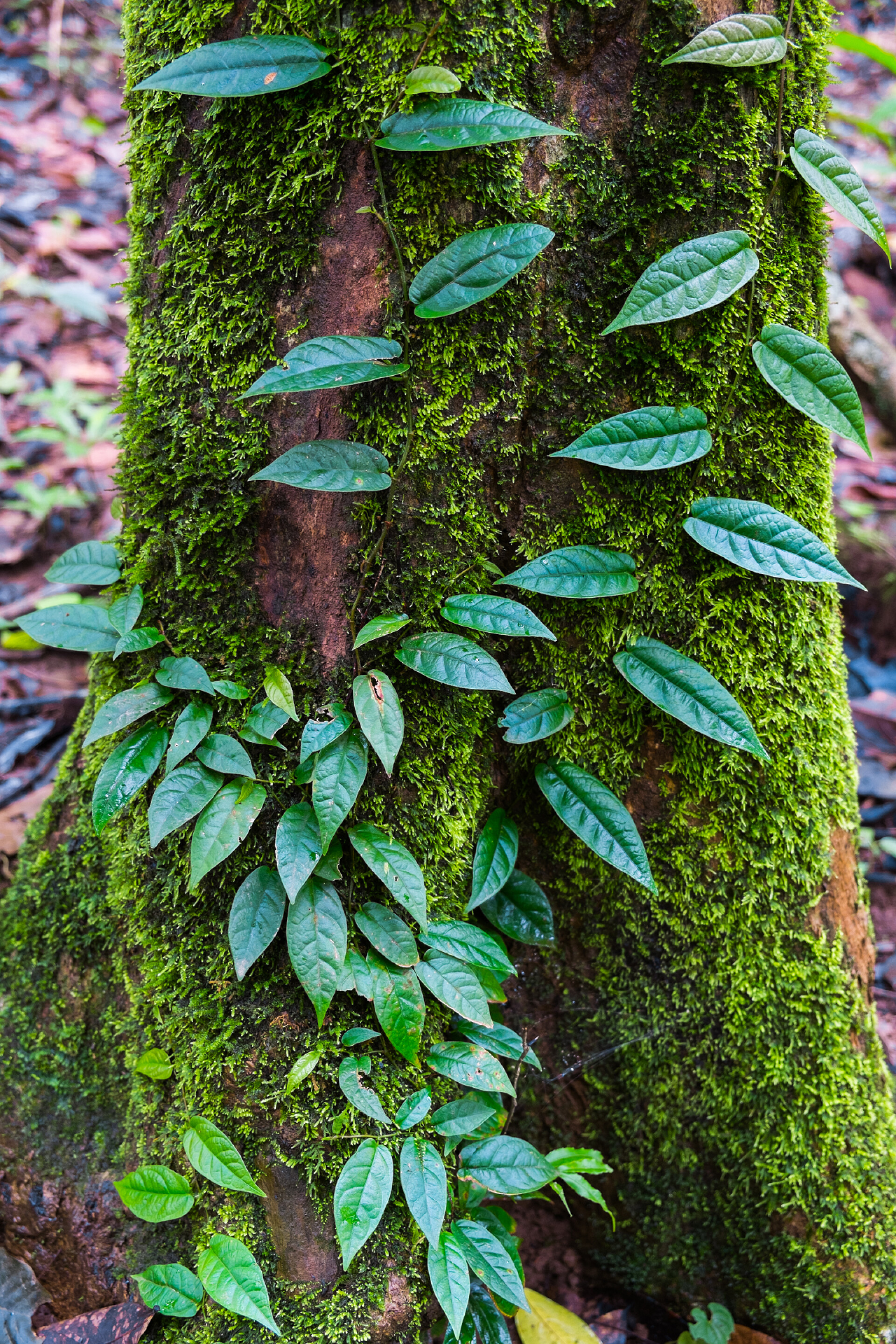 树上生长的爬山虎植物爬山虎植物生长在树附近