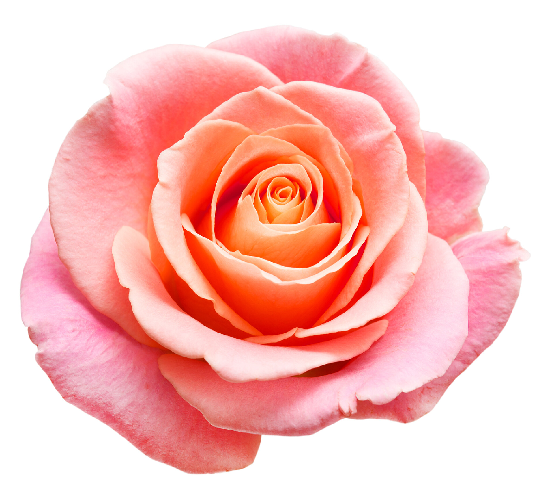 在白色背景上的玫瑰花玫瑰花朵