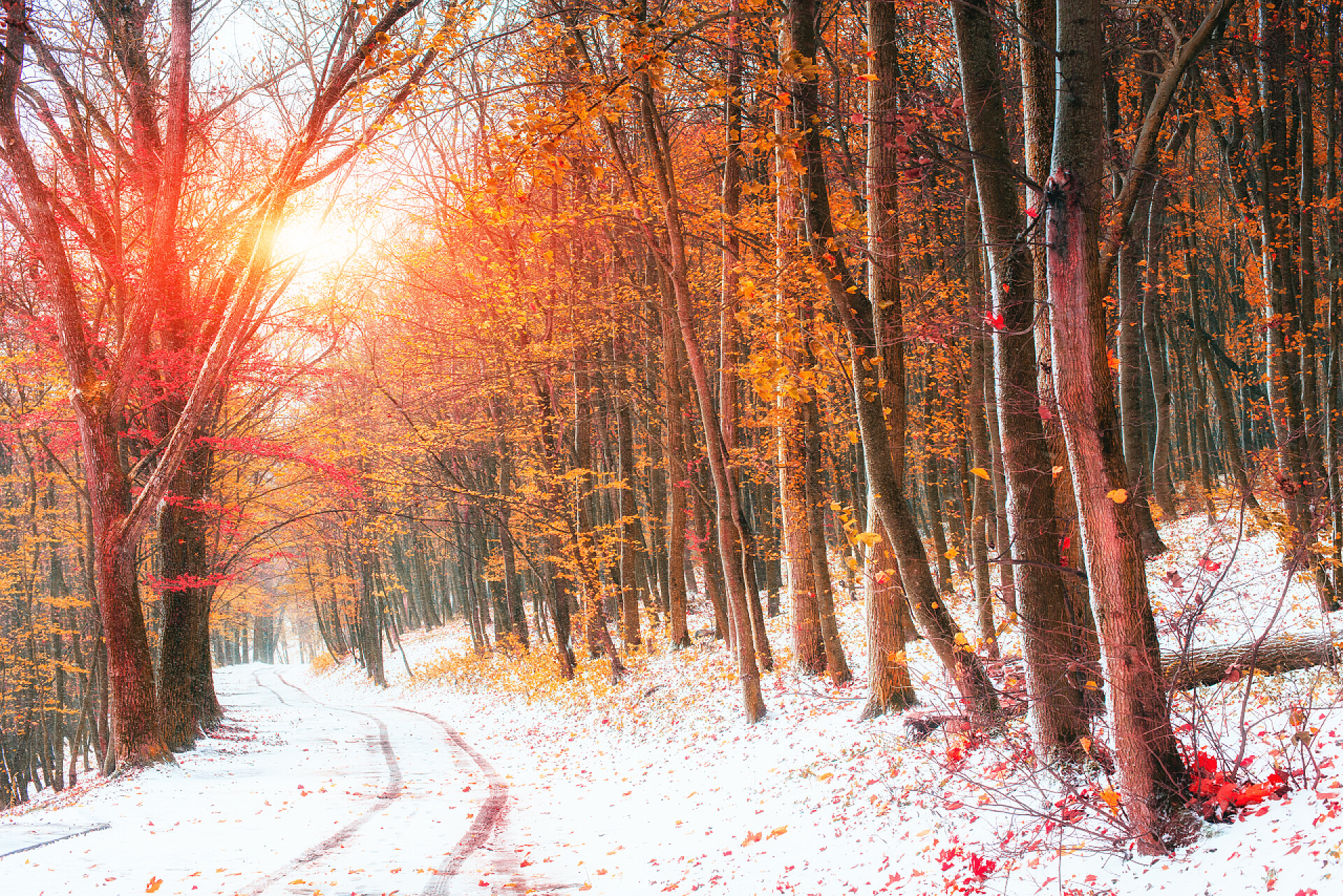 秋季的森林景观阳光突破在 ea 树秋天的树叶