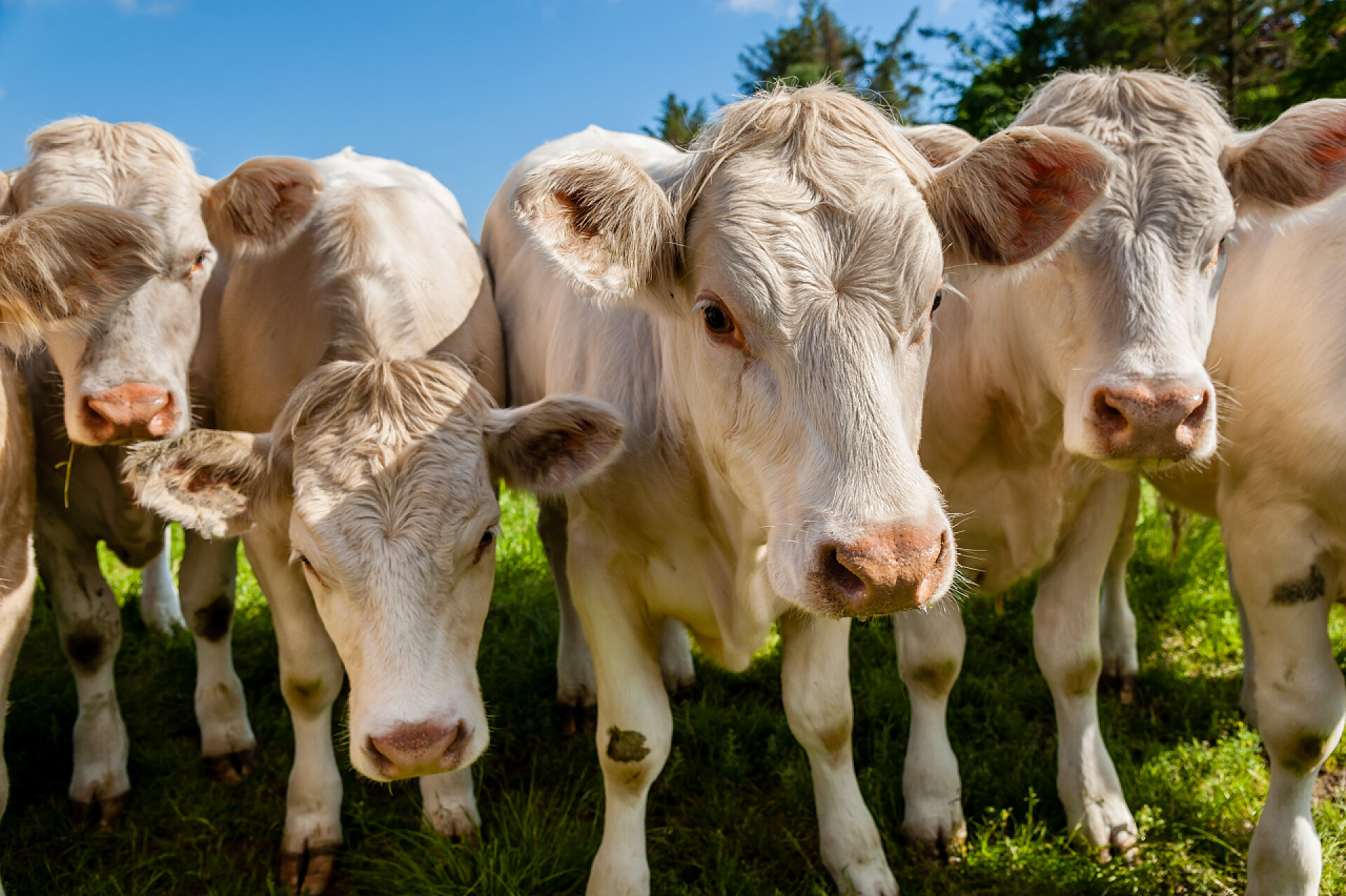 近景拍摄一群牛夏洛来牛小牛一群