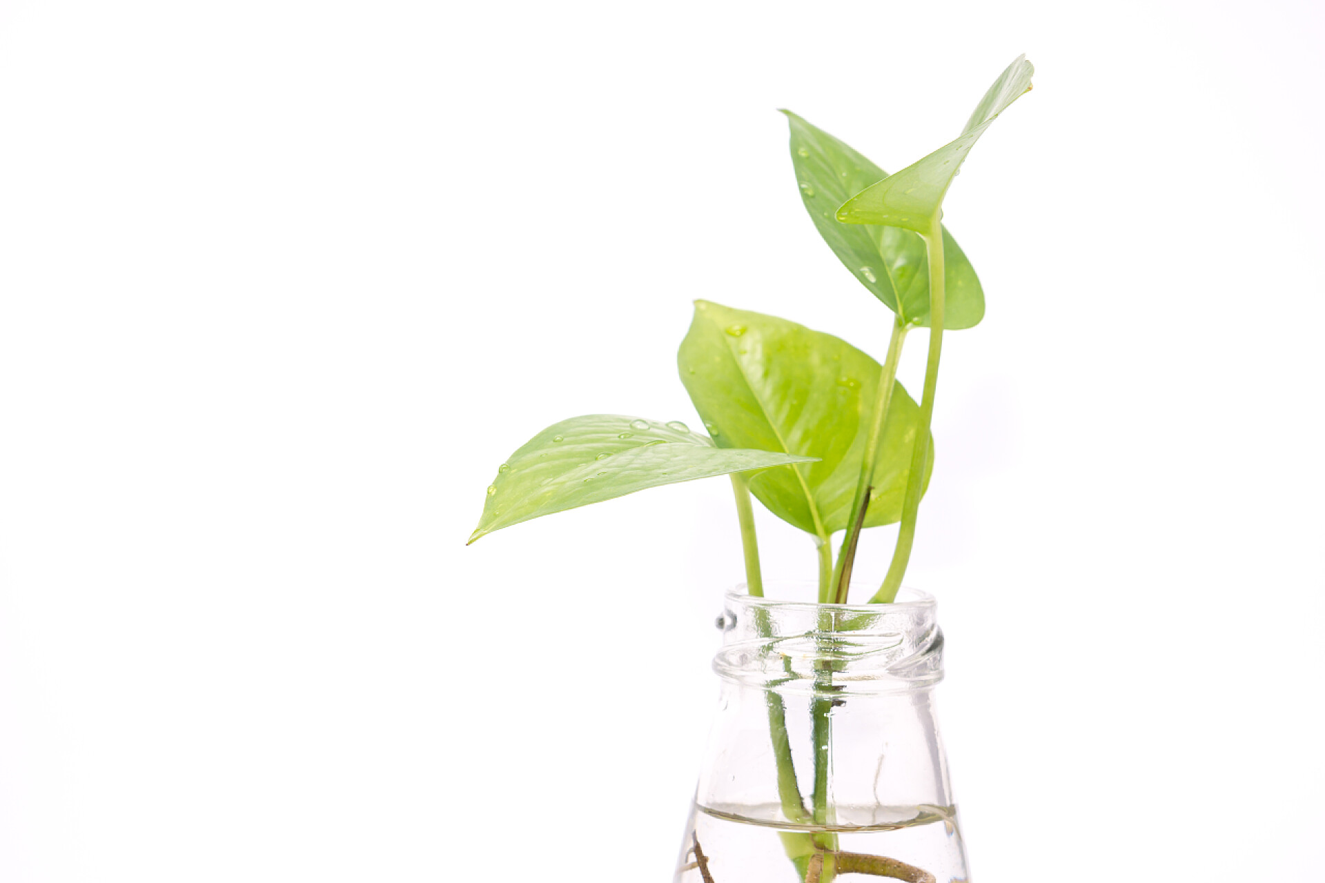 白色背景上一瓶水培绿植植物在瓶子里