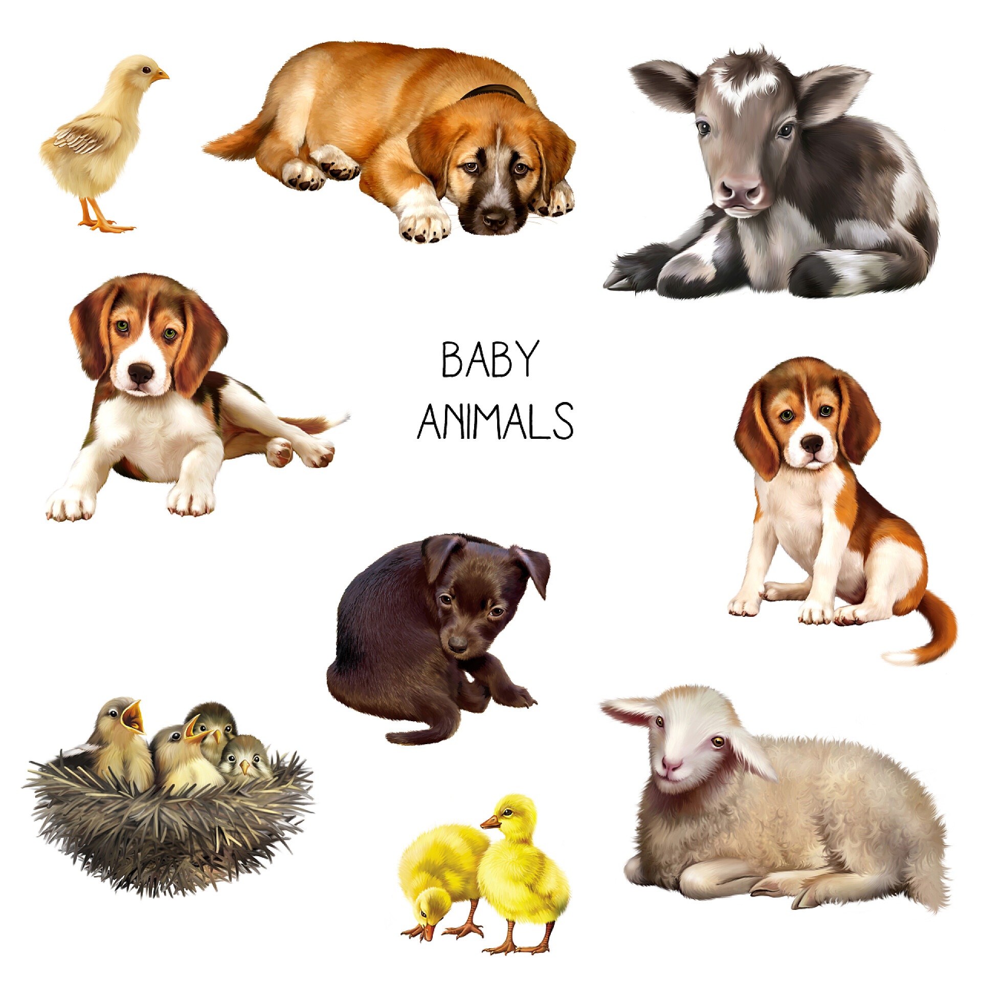 白色背景一群可爱的小动物可爱的小动物