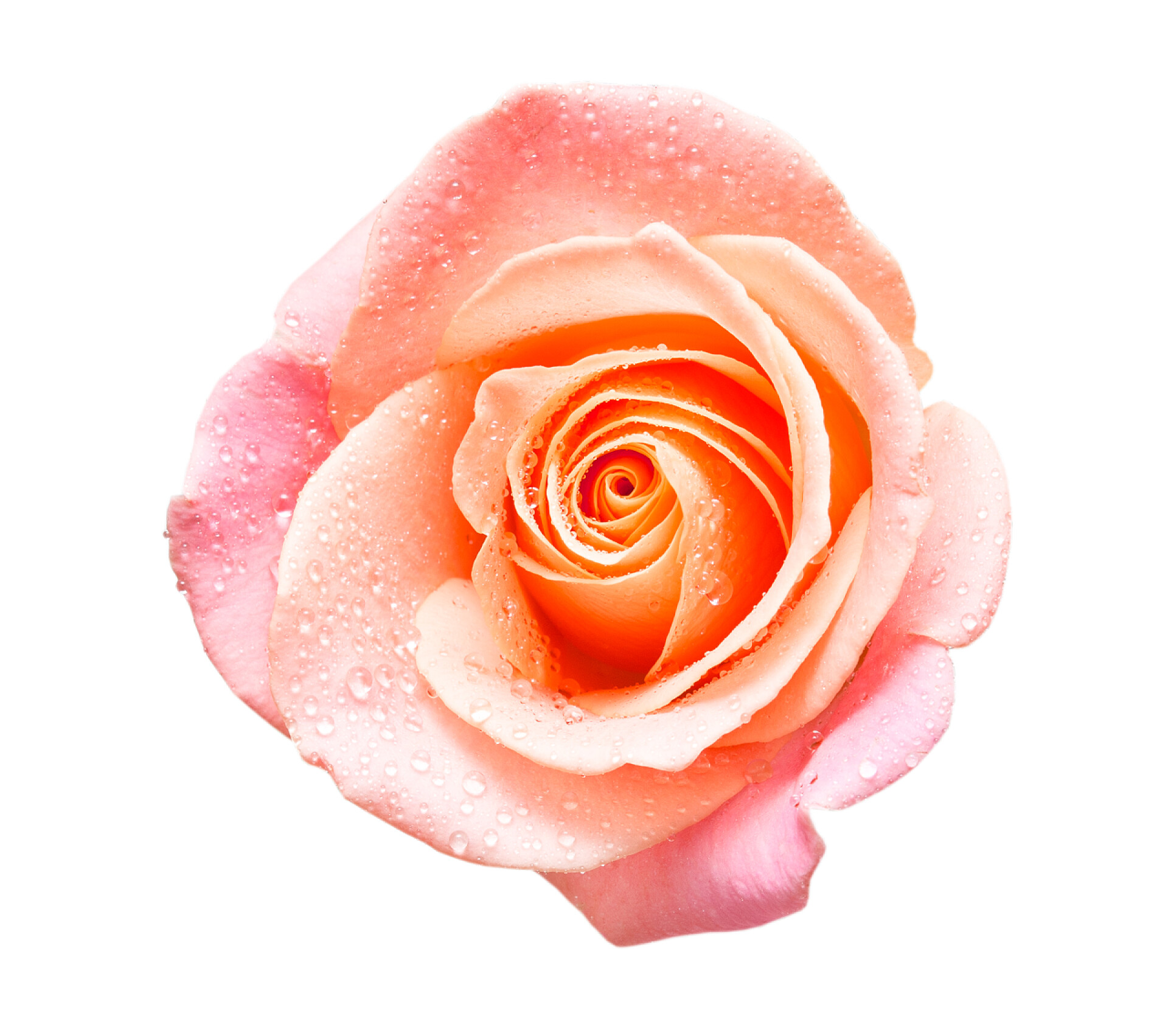 白色背景上一朵粉色玫瑰花孤立在白色的玫瑰花卉