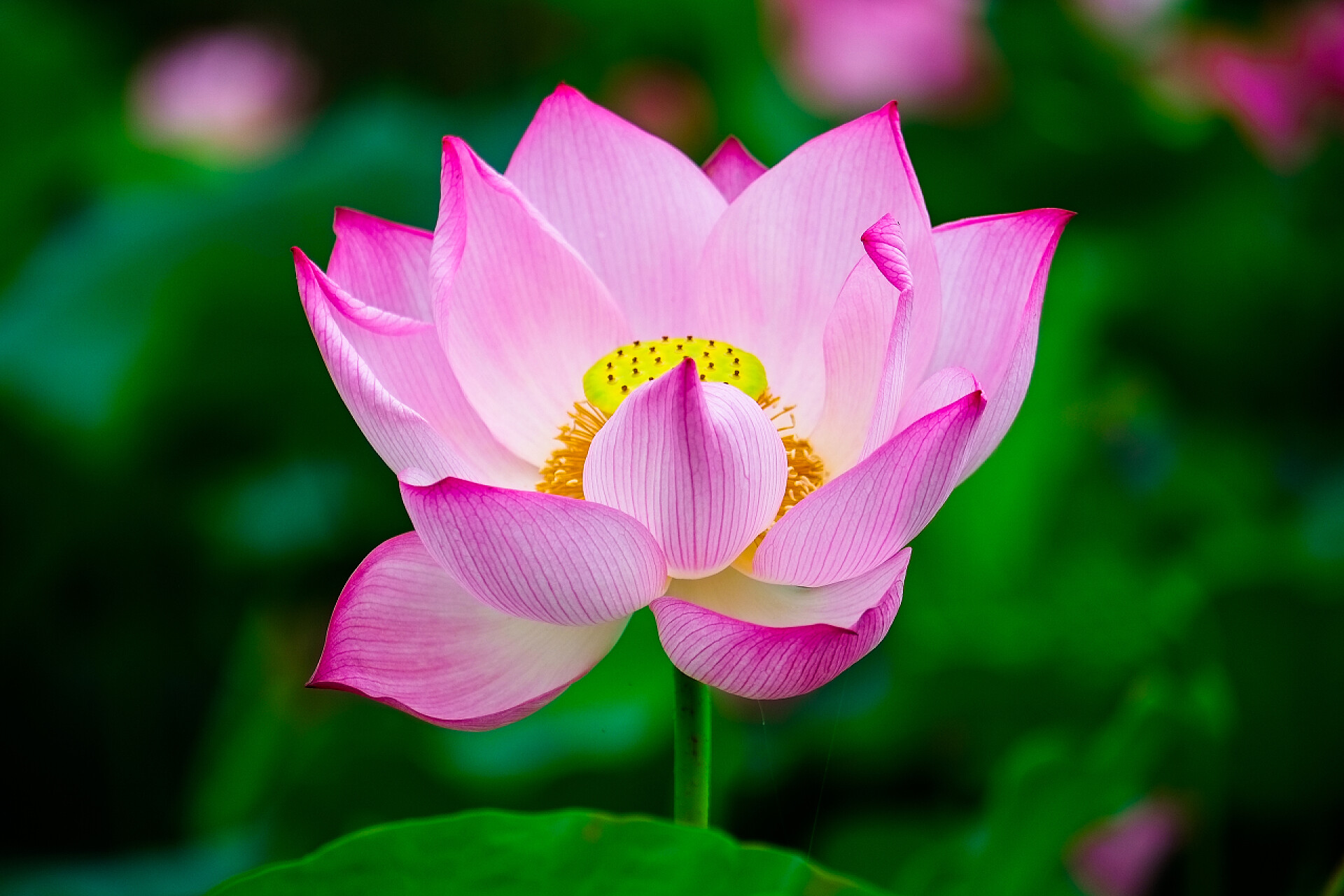 二十四节气夏至背景24节气夏天夏日夏天背景荷花植物廉政盛开的粉色荷花美丽的莲花，在阳光下