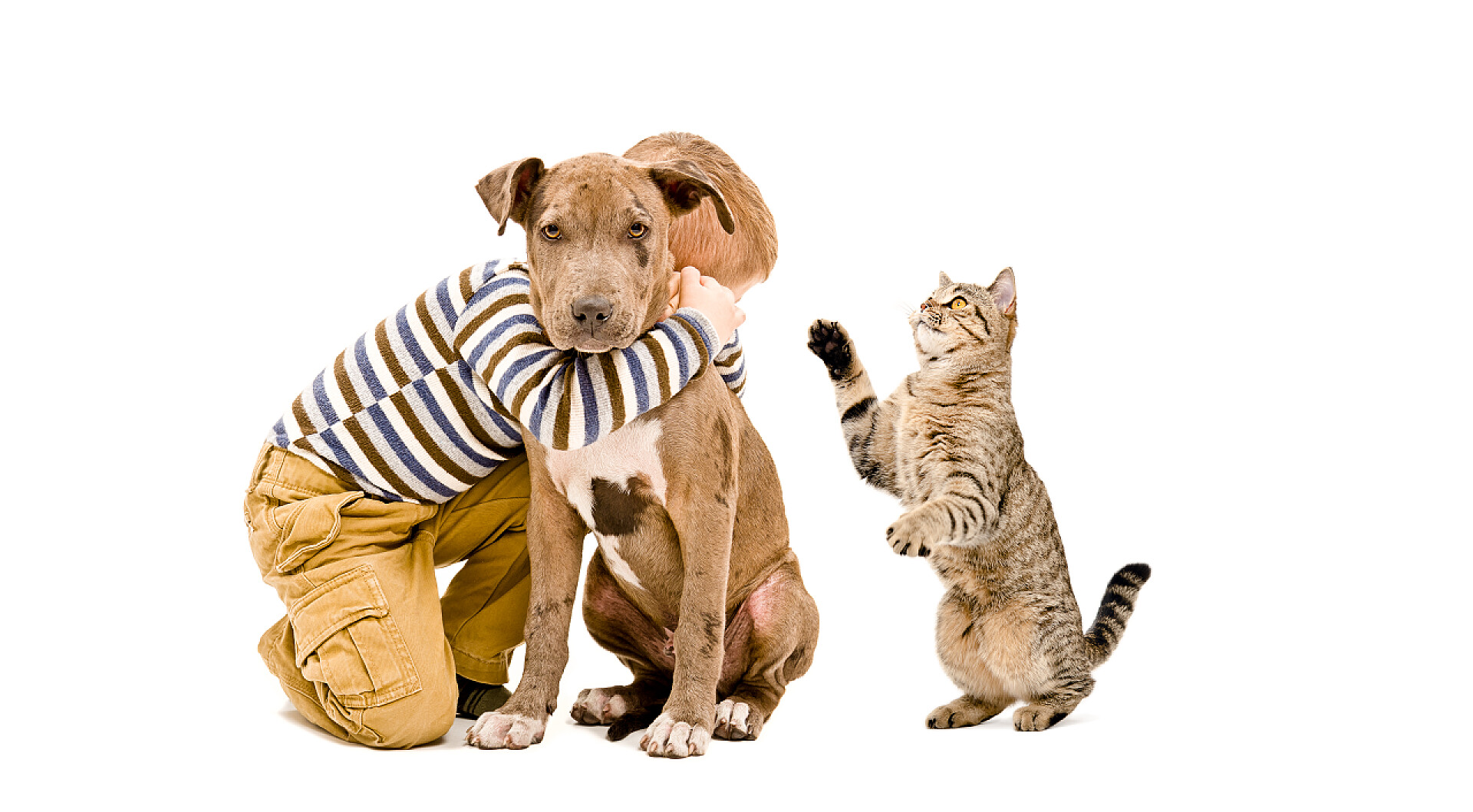白背景上的小男孩拥抱小狗和猫咪男孩，比特斗牛犬和猫一起玩