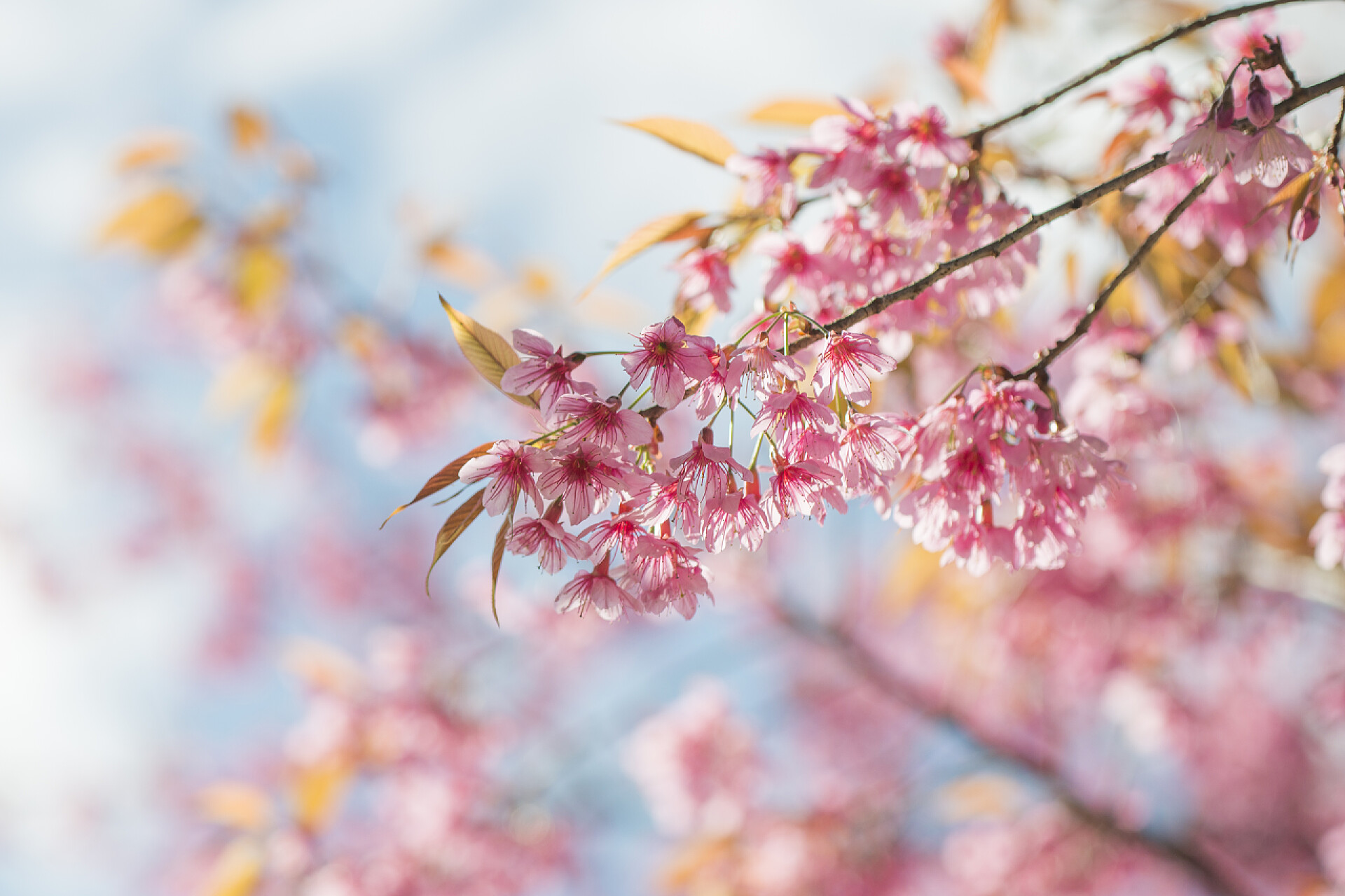模糊背景下的粉红樱花背景图樱花花或樱花