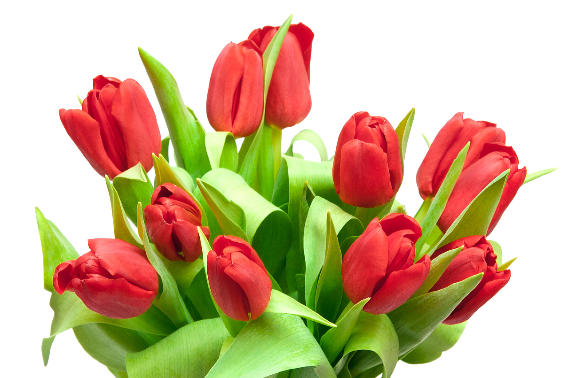 白色背景前有一束红色郁金香红色郁金香在白色上被隔离