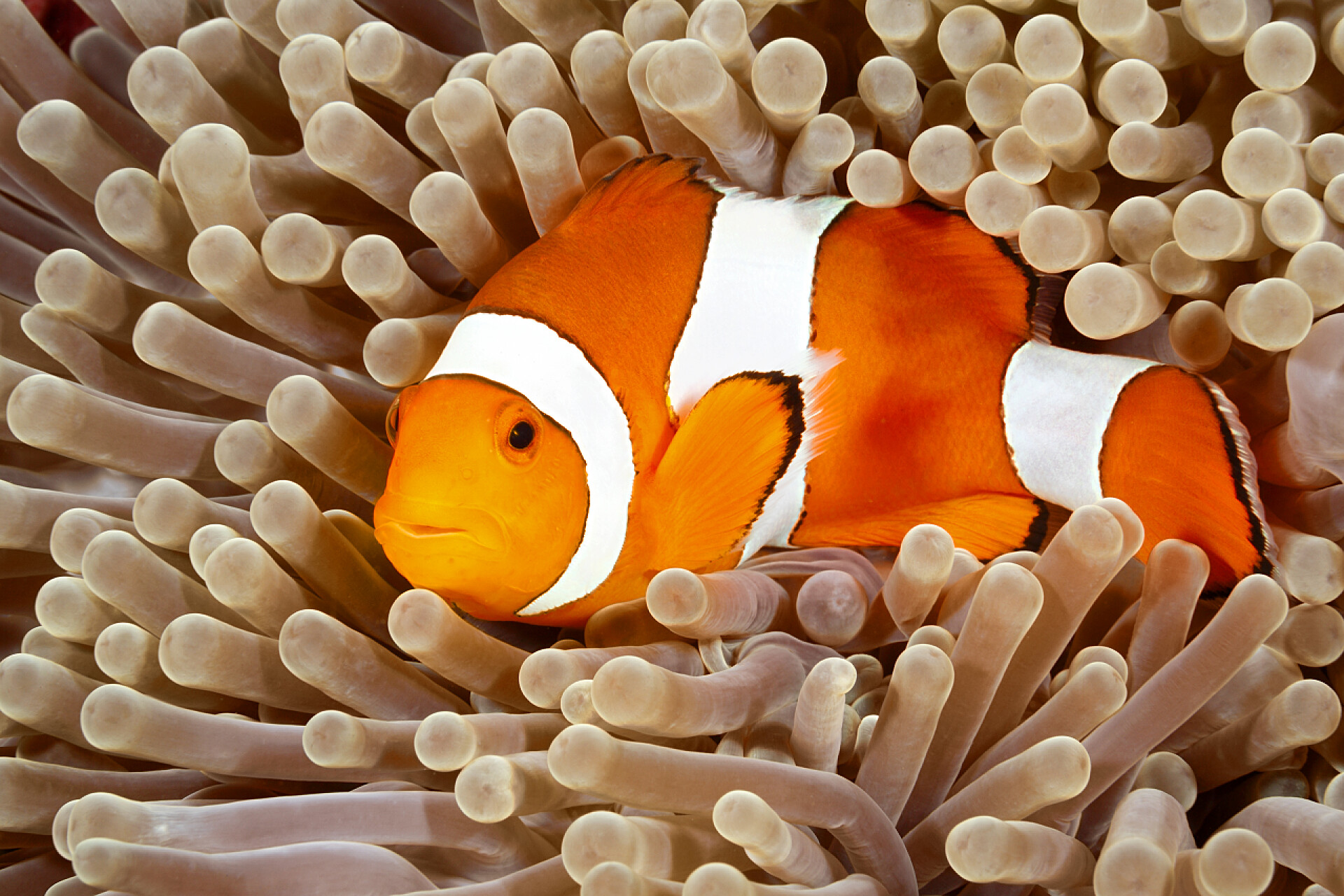 条纹白条小丑鱼在海葵的触手中游泳在海洋中的海葵小丑条游泳