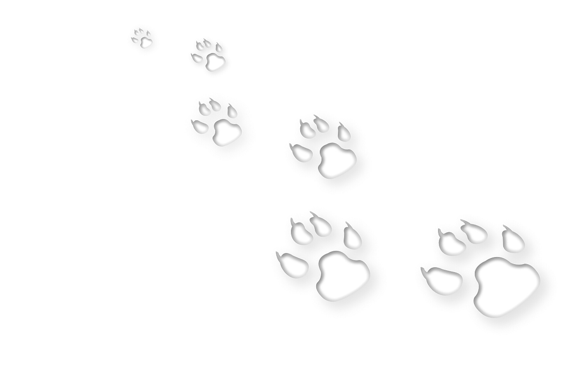 白色的背景上有很多动物脚印孤立在白色的痕迹
