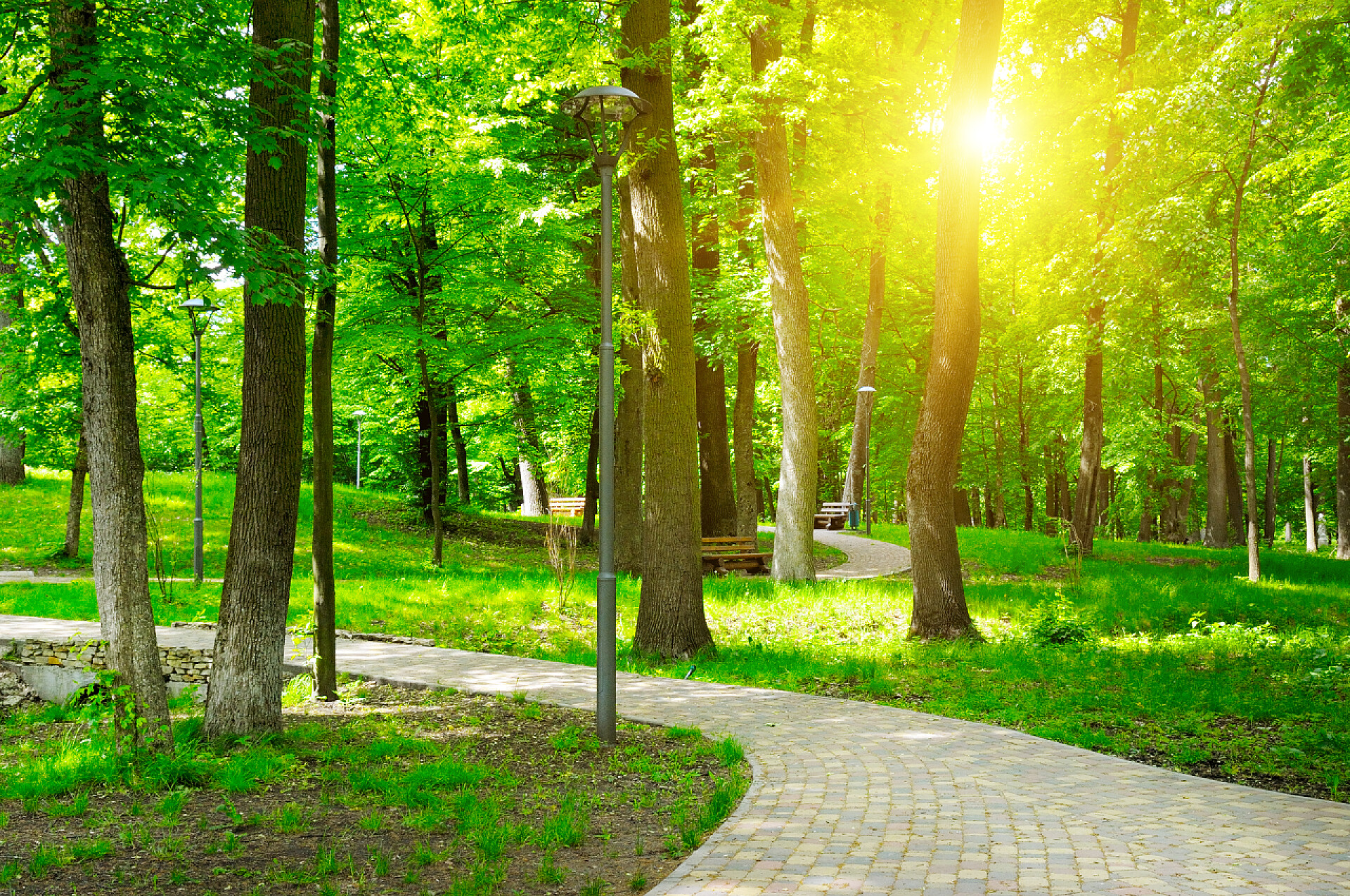 夏天绿色公园里的行走路径夏公园行走路径