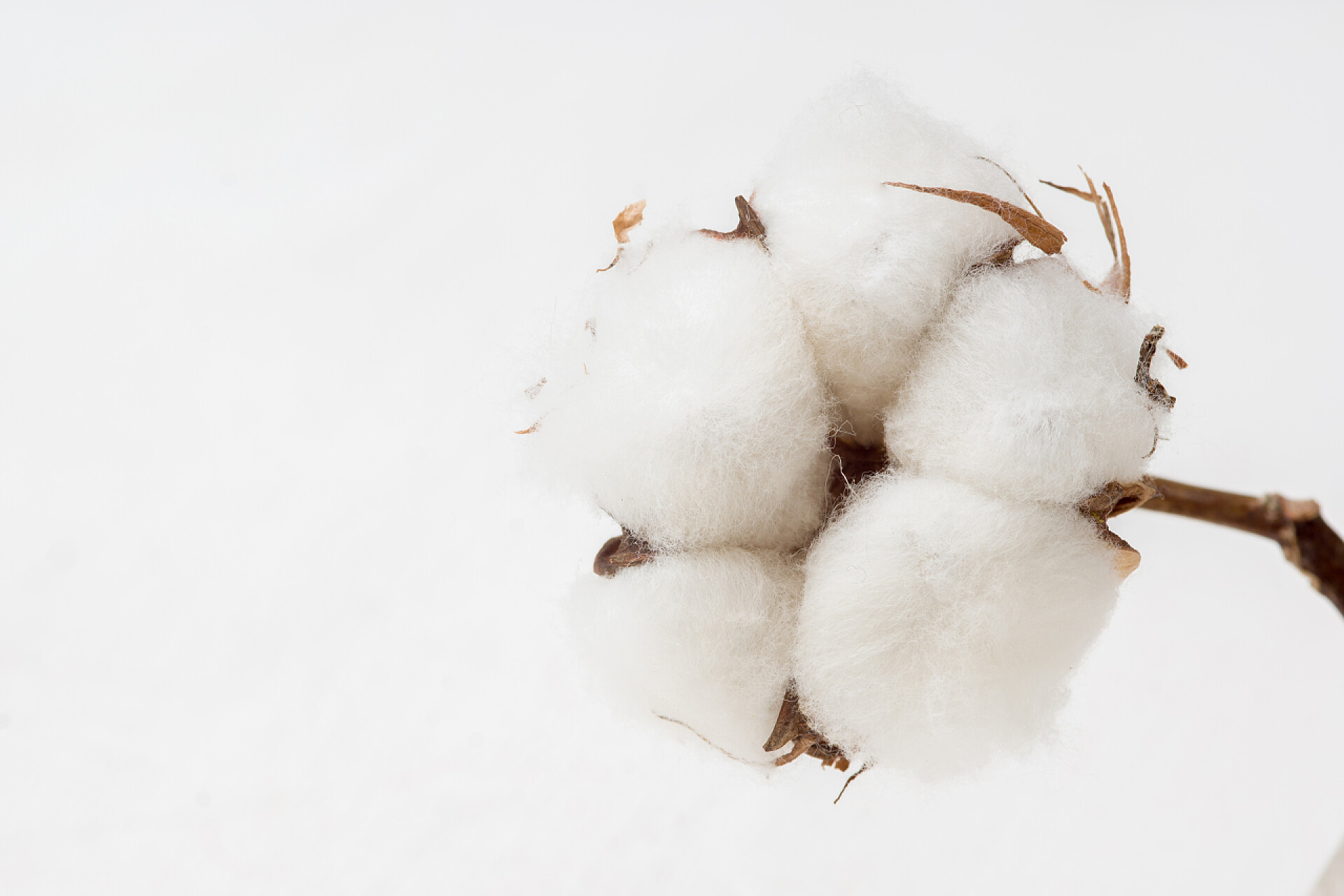 白色背景上的棉花棉花花光背景上