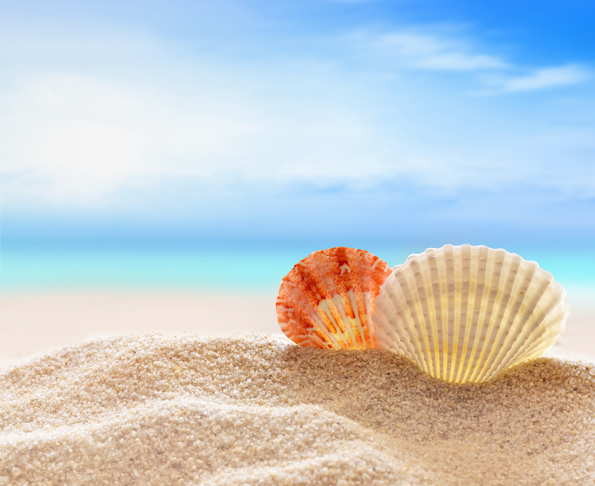 沙滩贝壳和湛蓝的天空Seahell 在海滩上